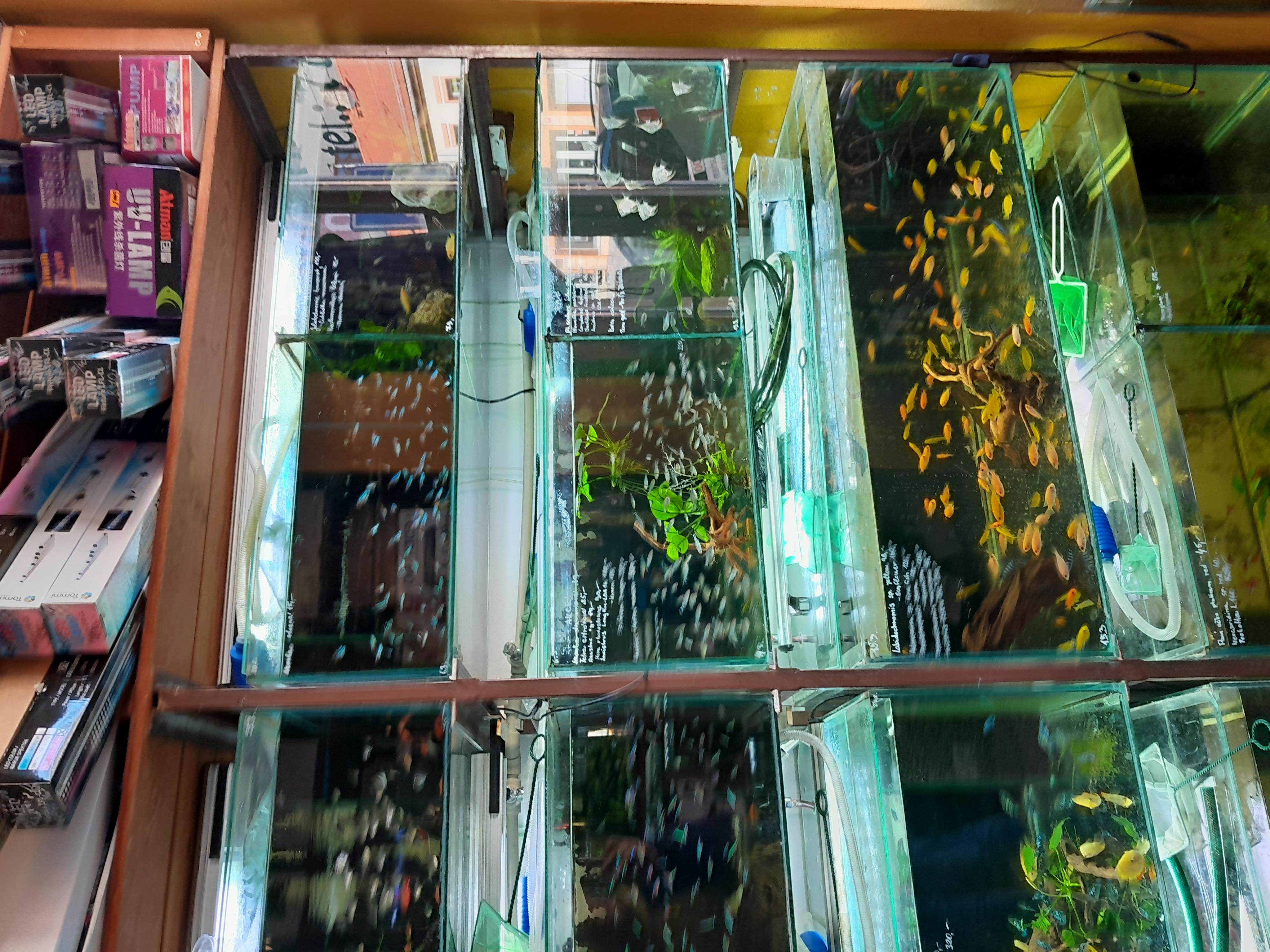 Akvaristika Winkler foto 3