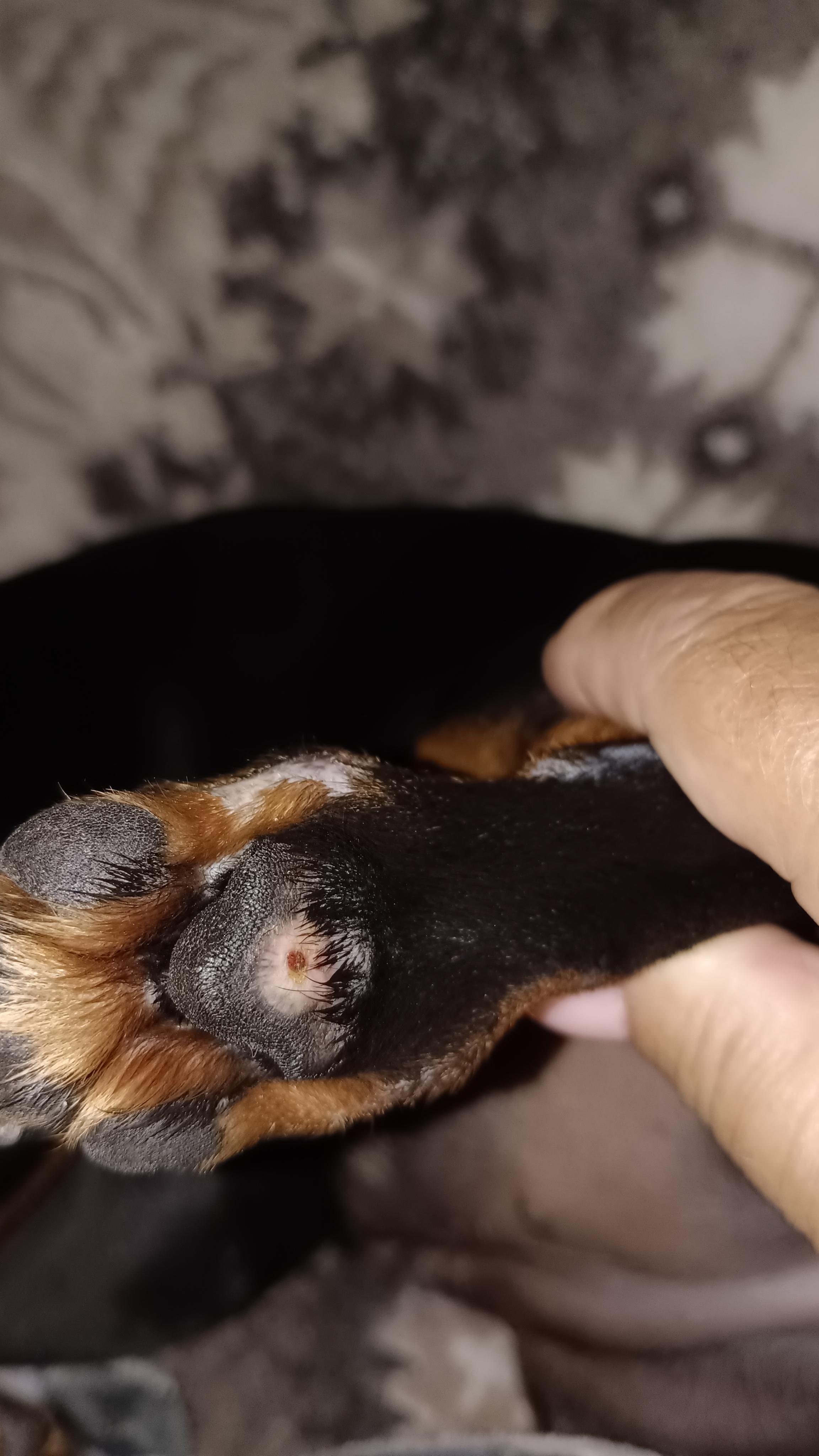Veterinární ordinace BoleVET foto 5