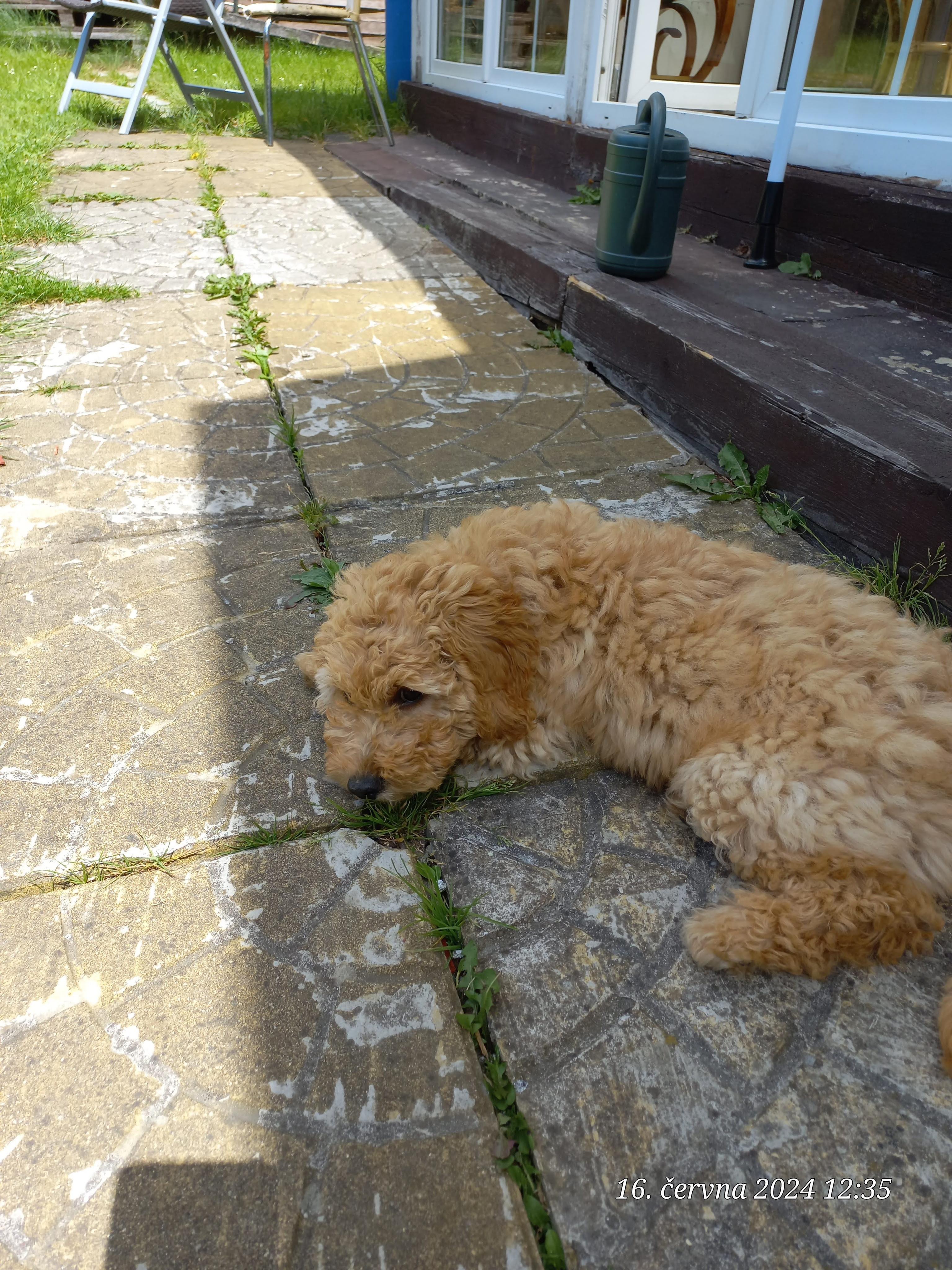 Salón pro psy - Lenka Vodičková foto 4