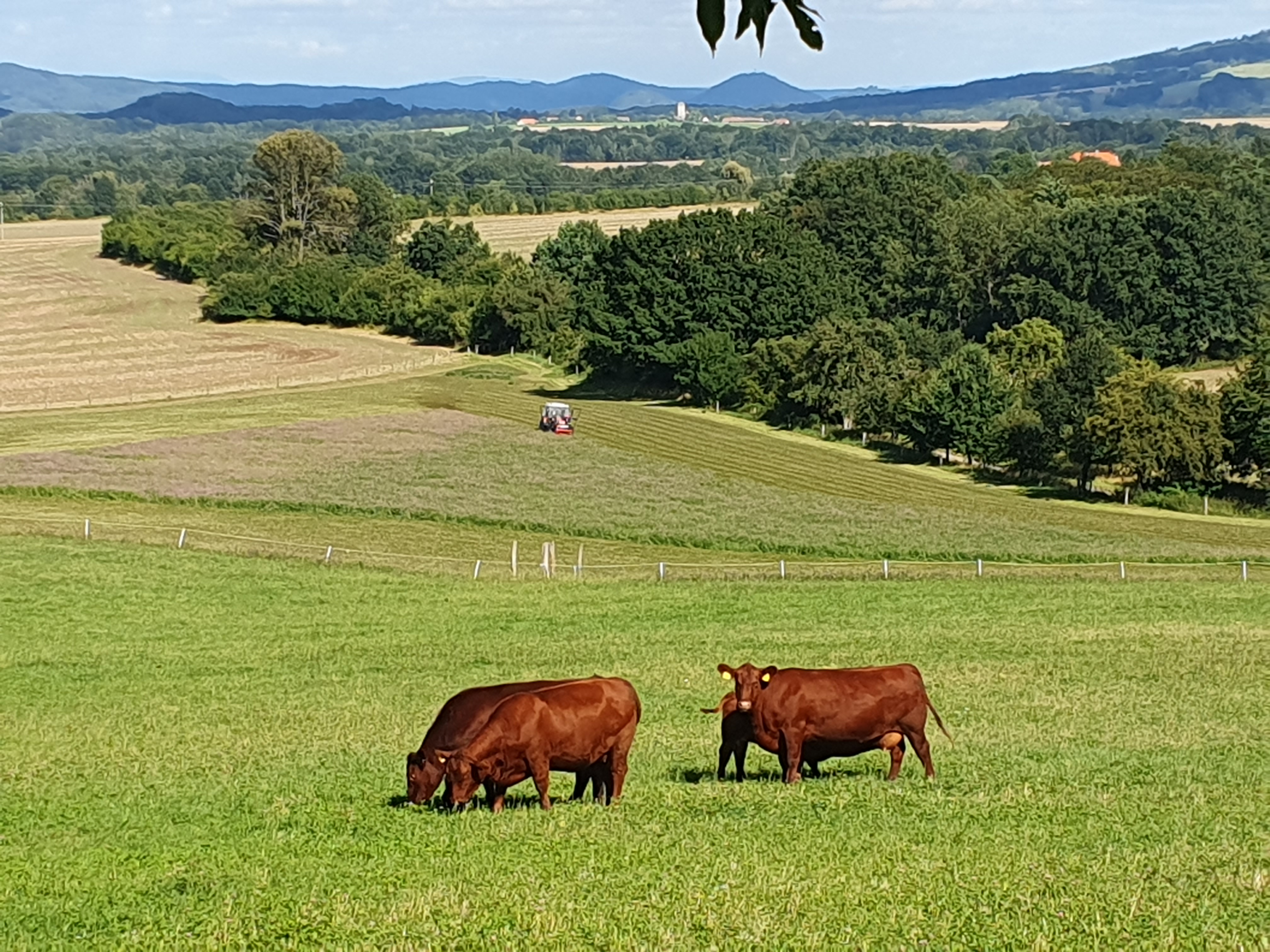 Veterinární ordinace Slovanka foto 2