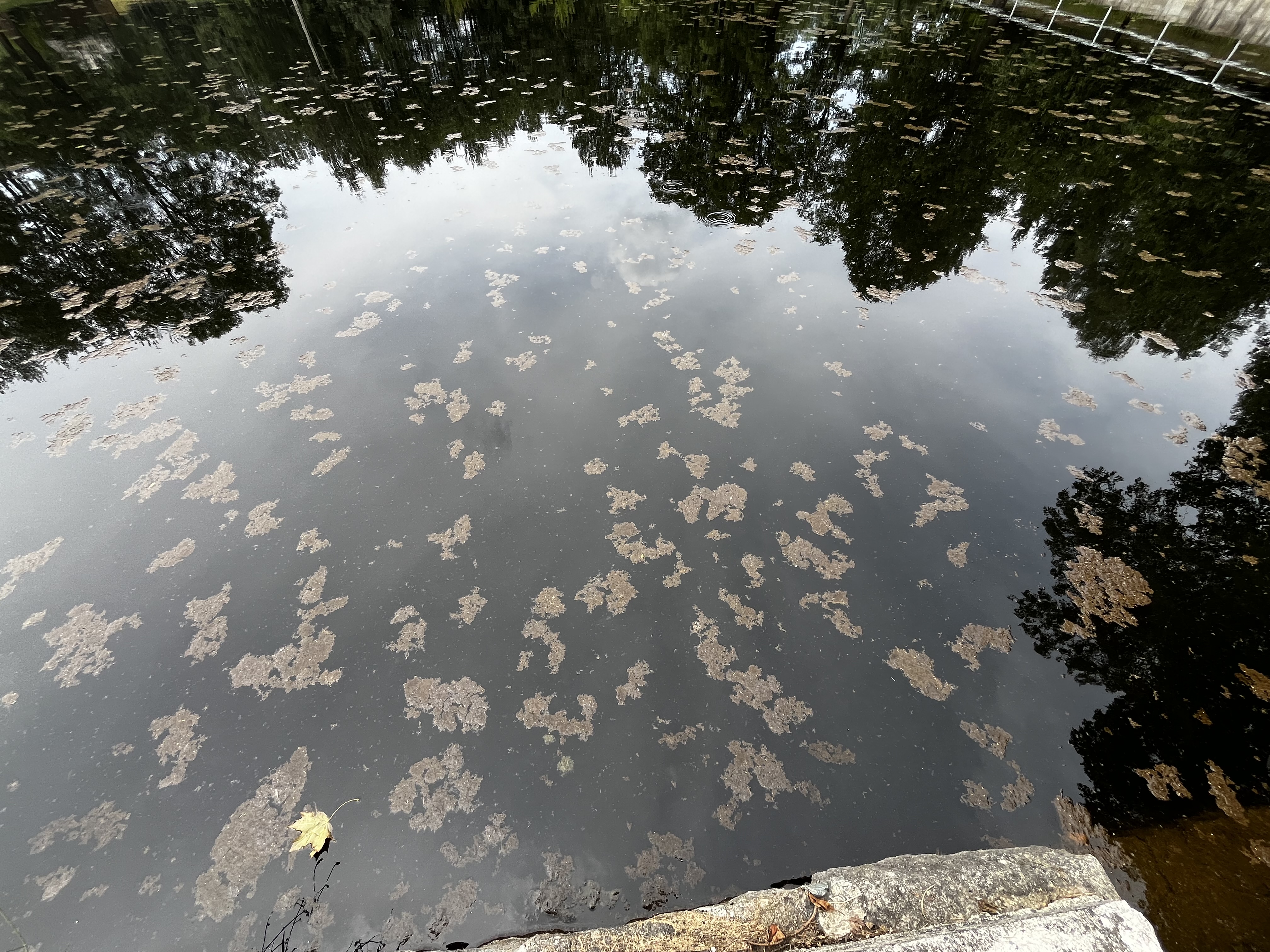 Koupaliště Rádlo foto 5