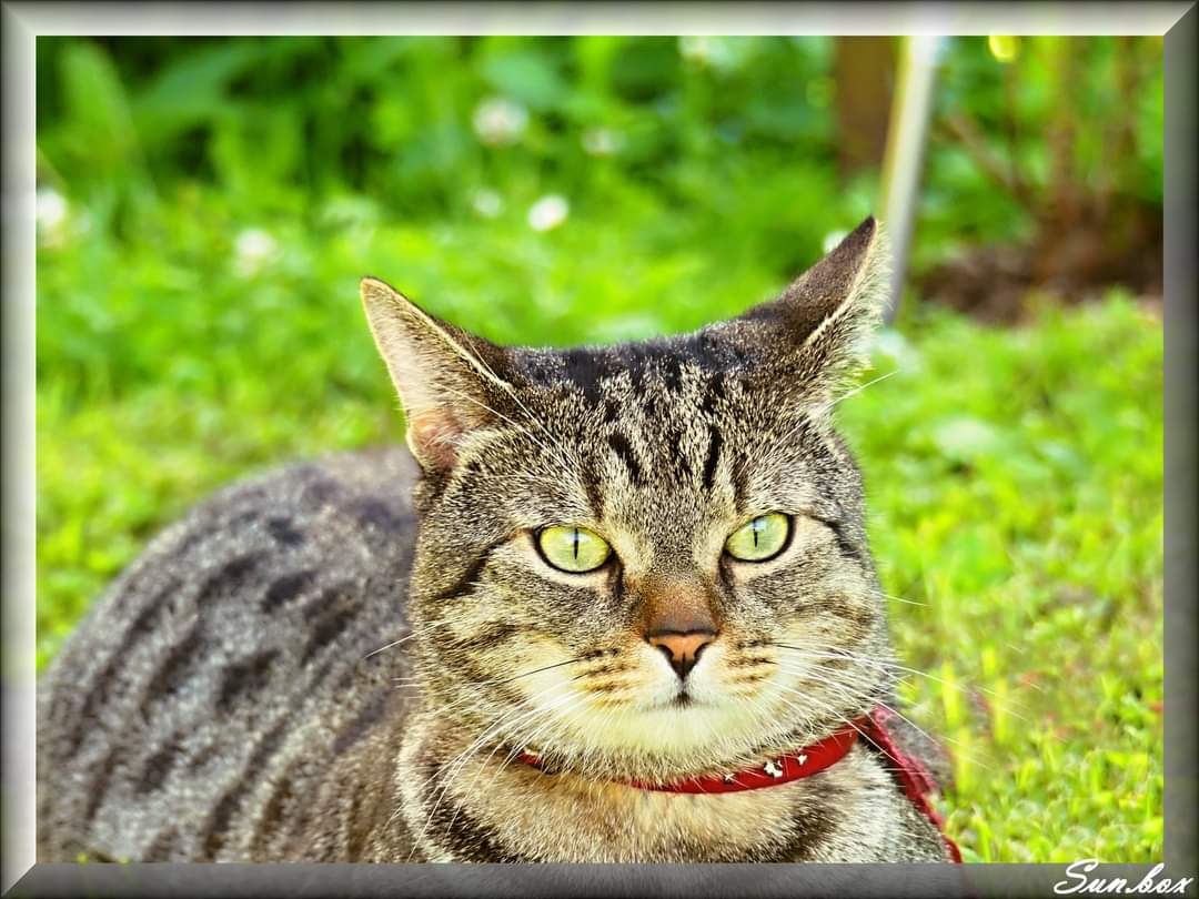 Veterinární ošetřovna MVDr. Pavel Vrbka foto 6