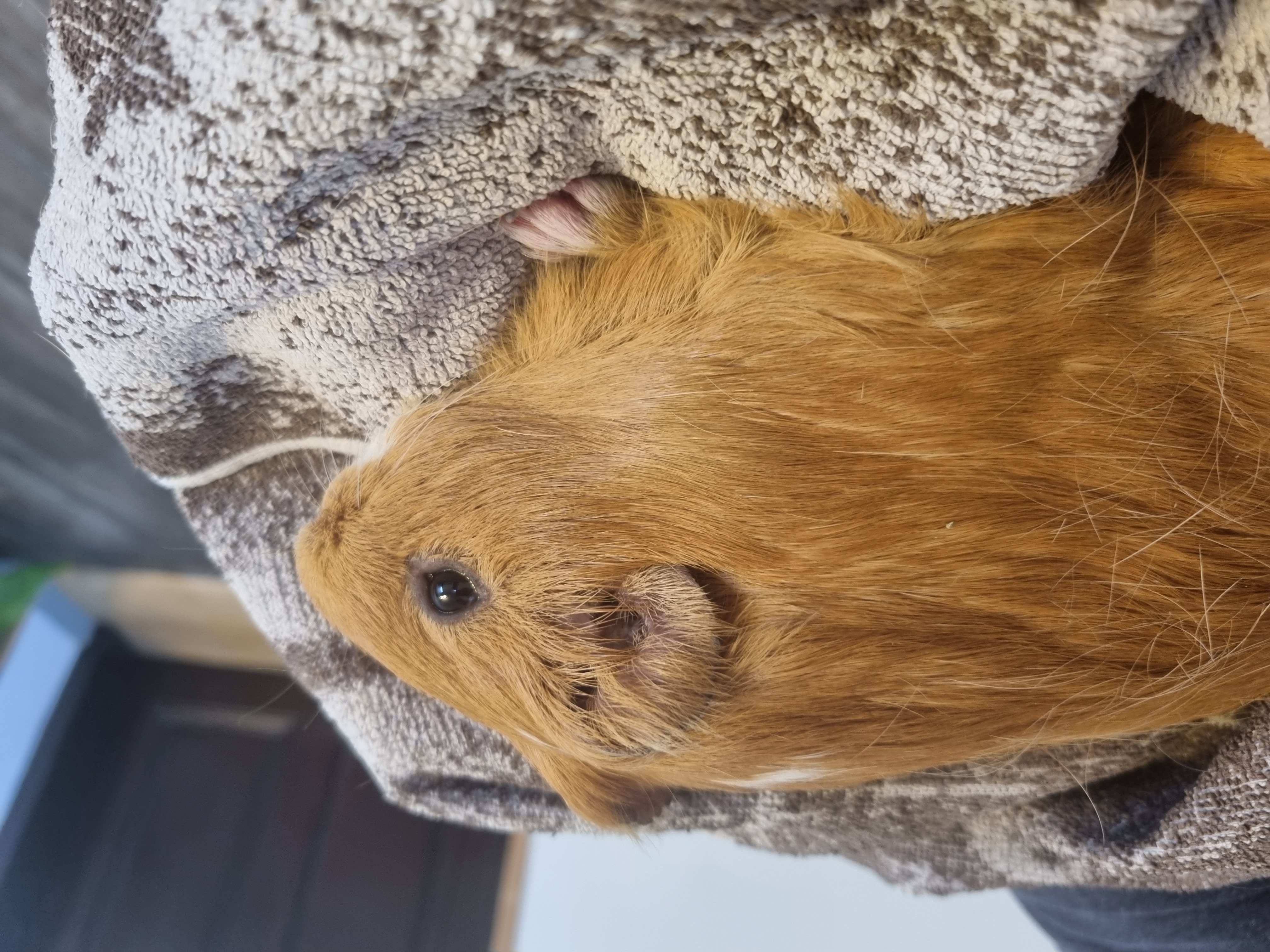 Veterinární klinika - MVDr. Tomáš Barbořík foto 3