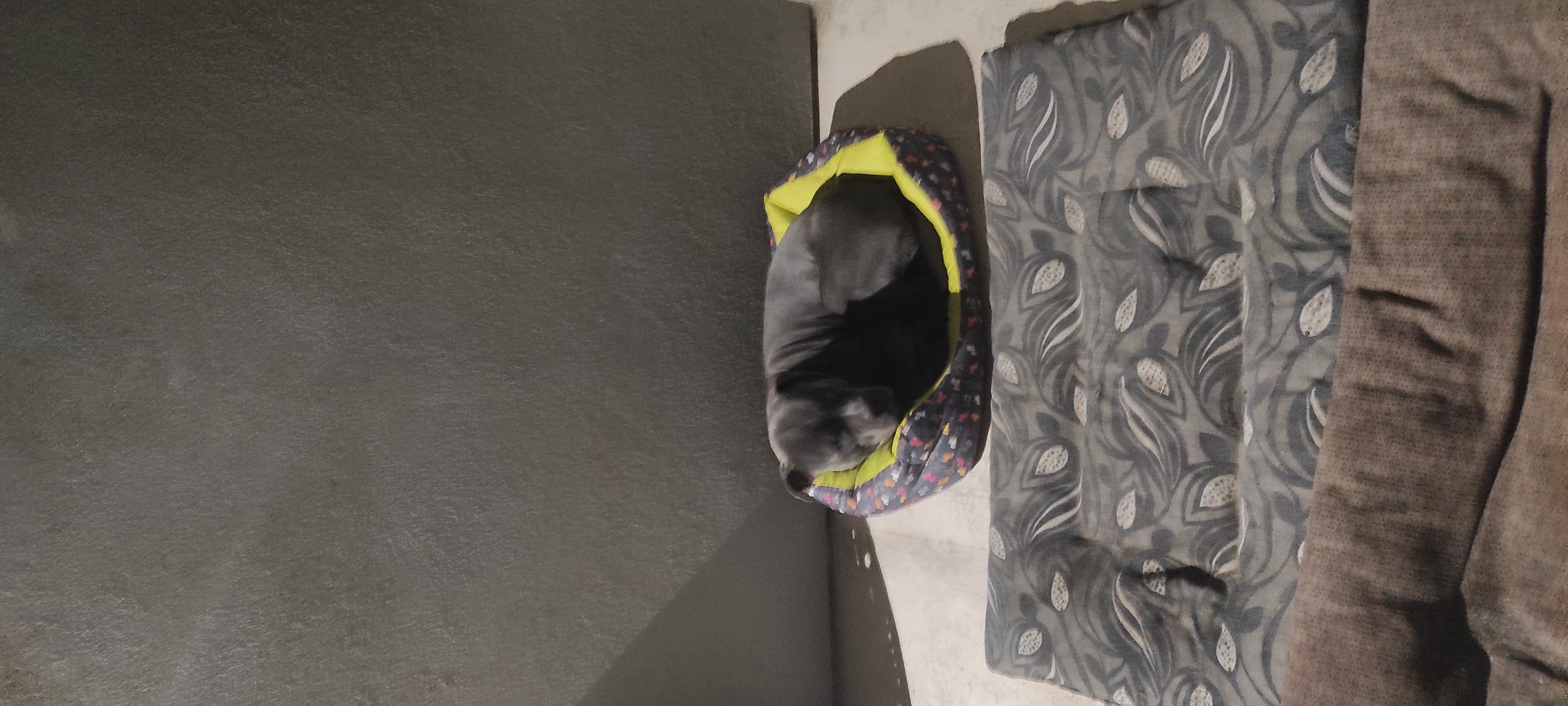 MVDr. Vladimír Pišl foto 4