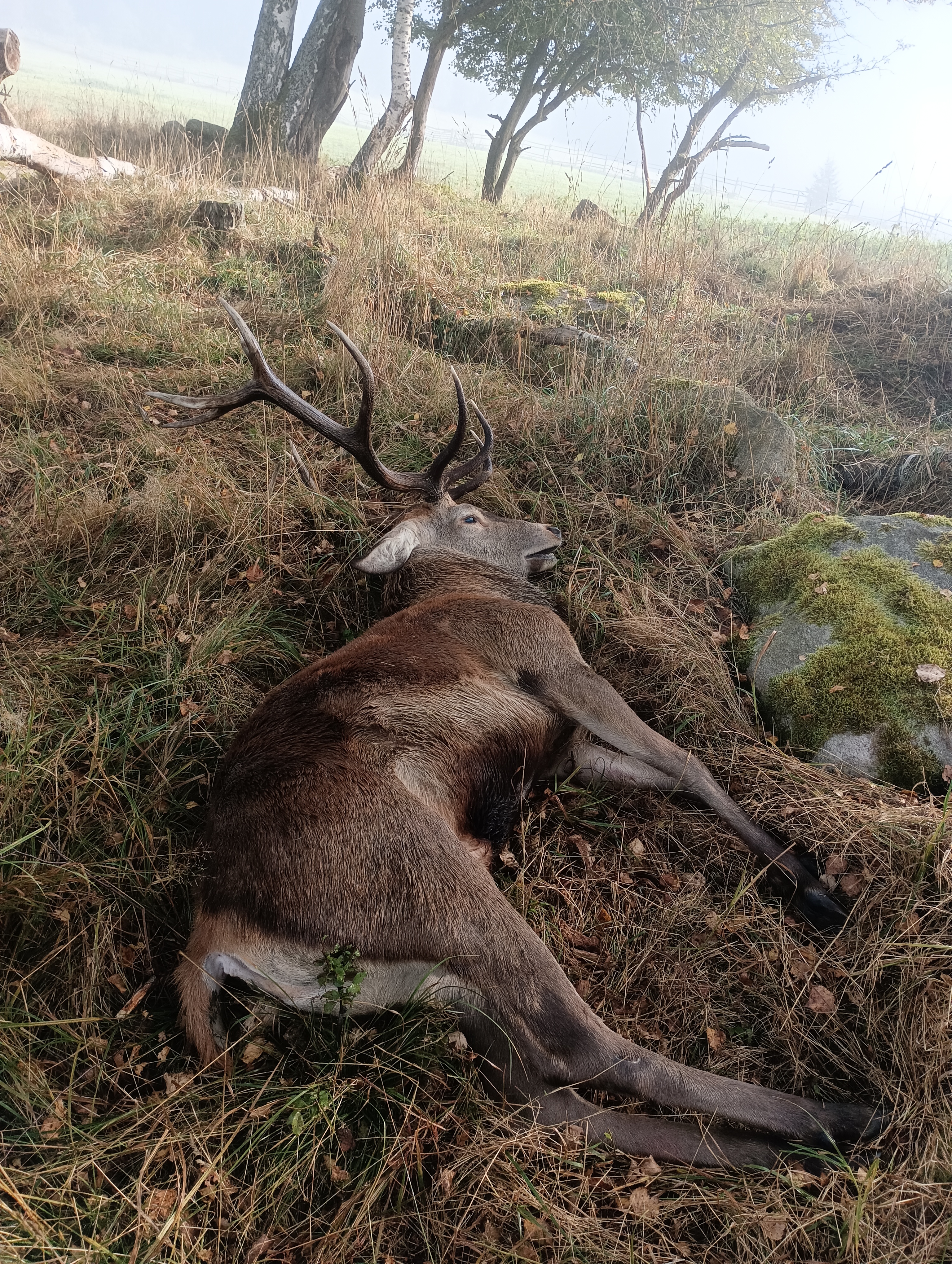 Huntastic – honitby a online rezervace lovů foto 5