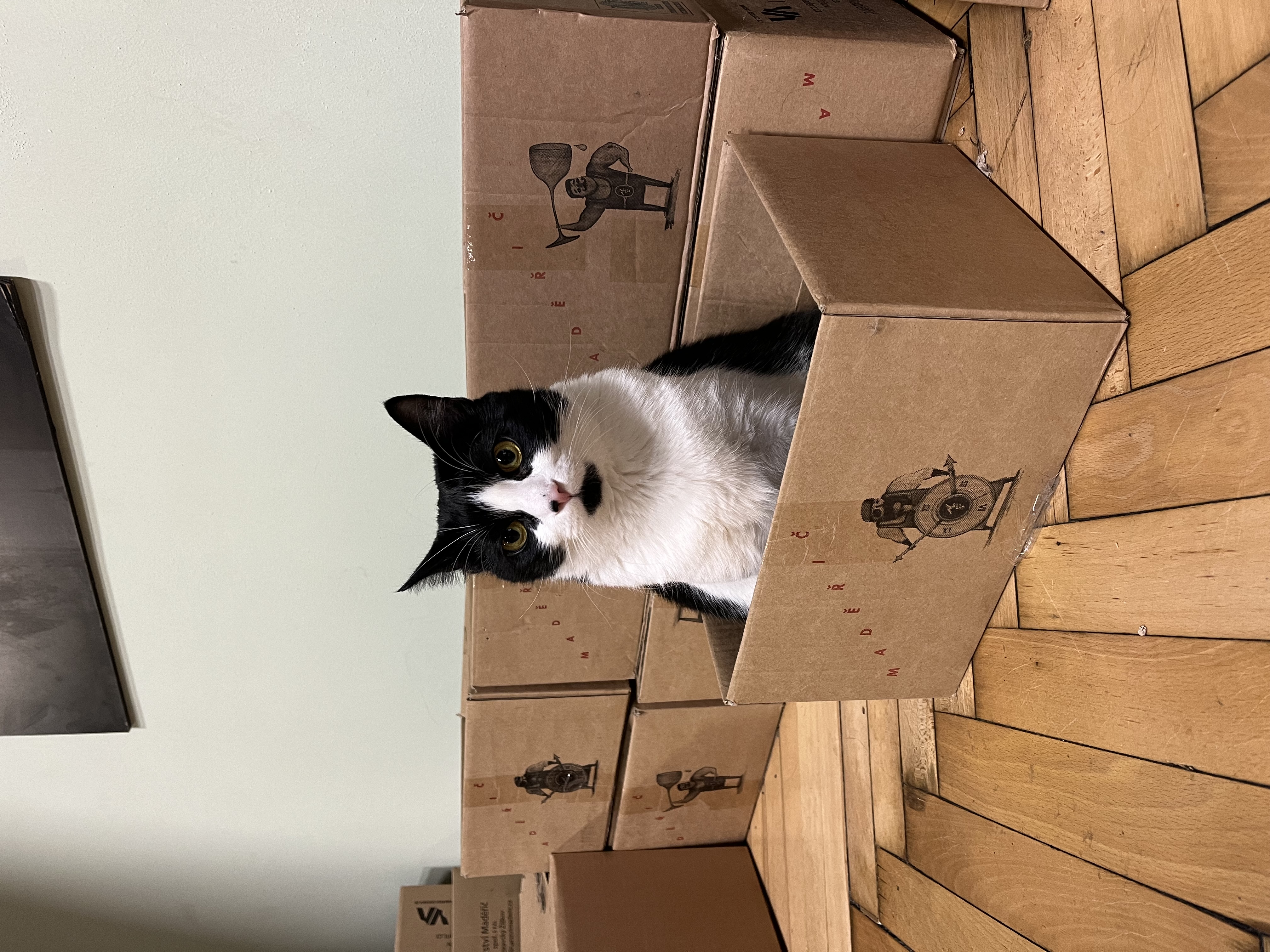 Kočkafé Schrödinger foto 3