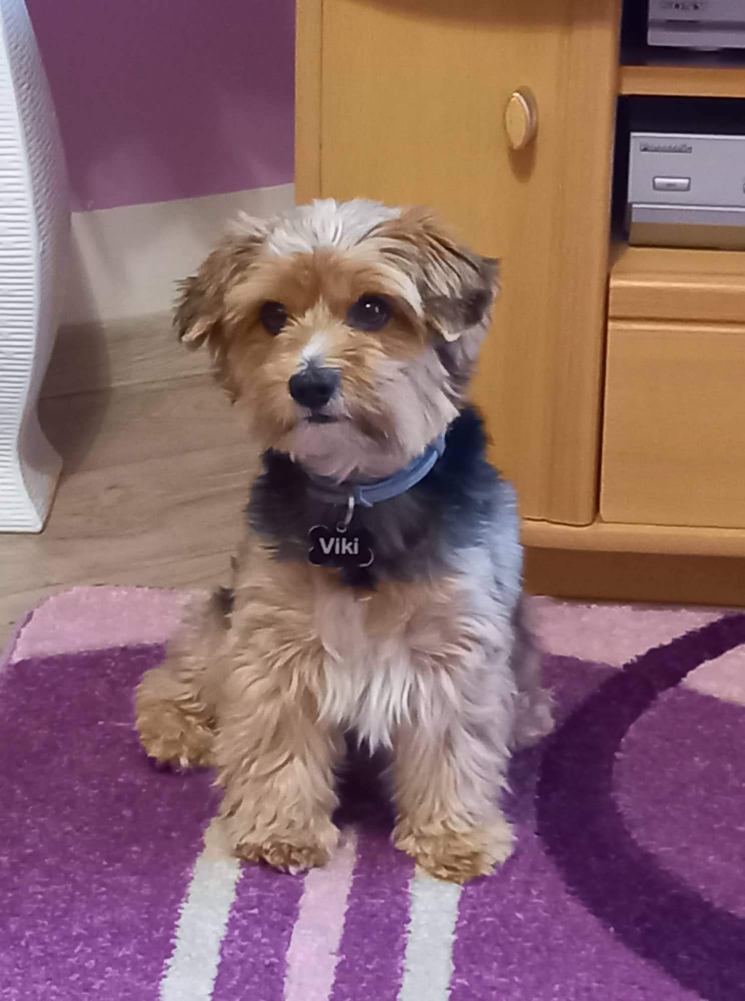 Veterinární klinika Krnov foto 3