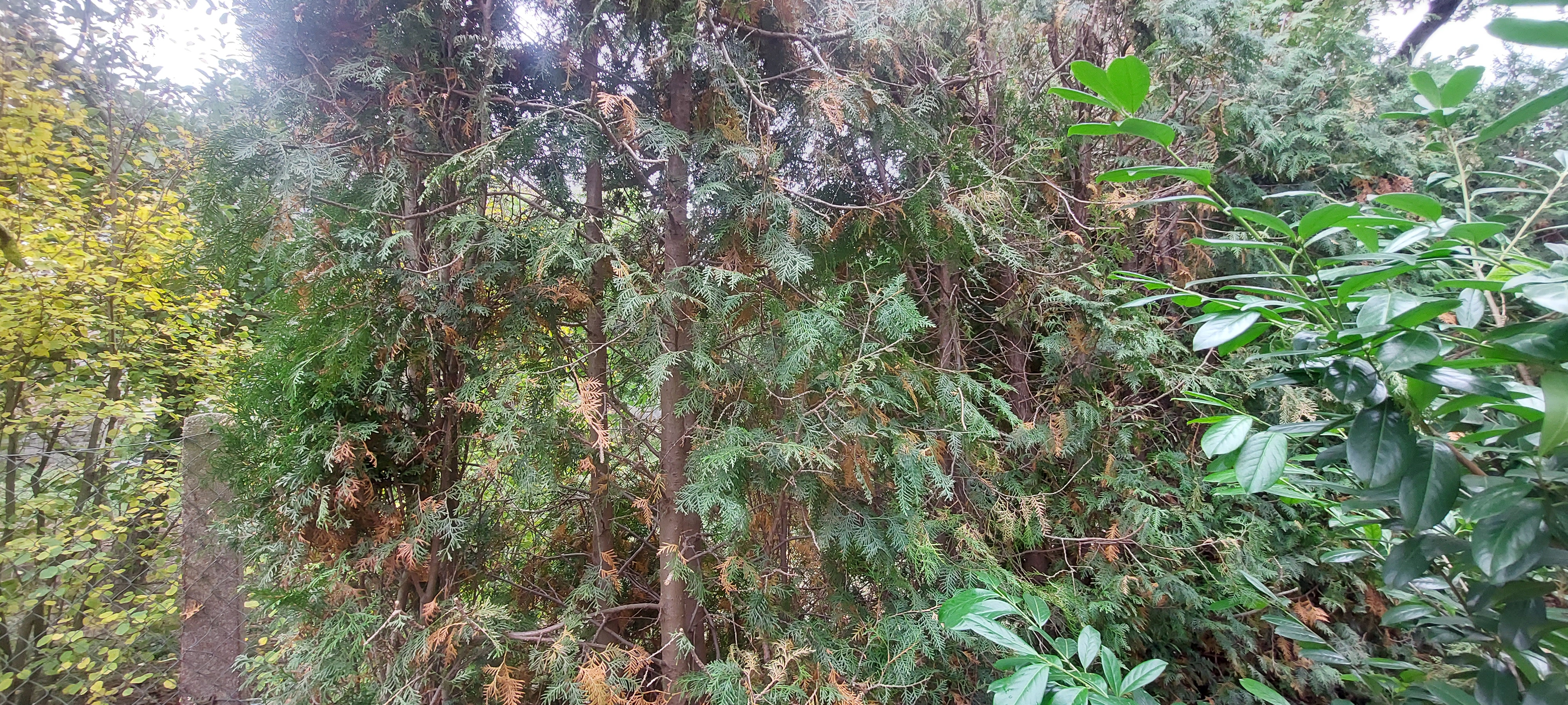 zahradybezvady.cz foto 3