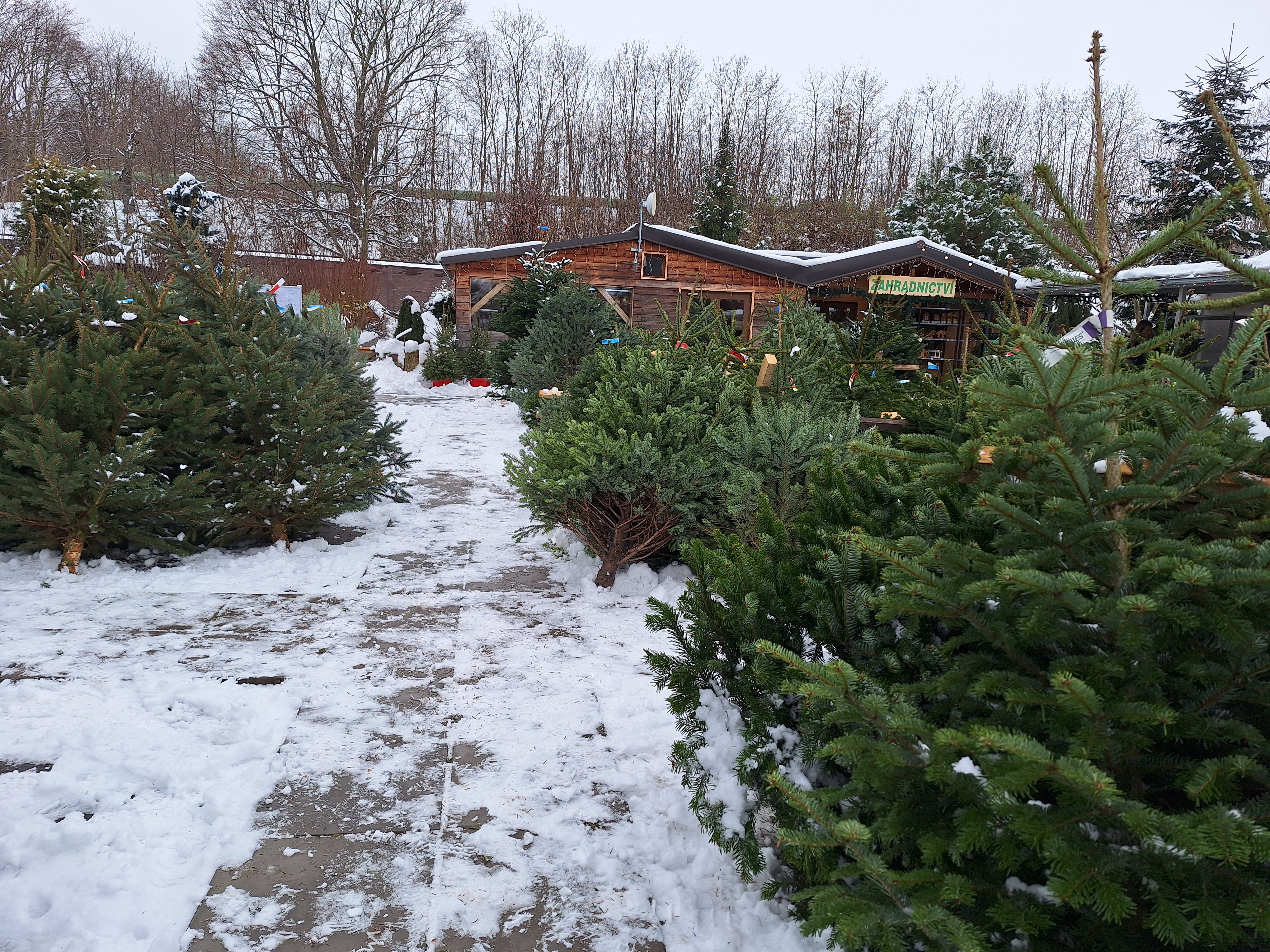 Zahradnictví Chrudim s.r.o. foto 6