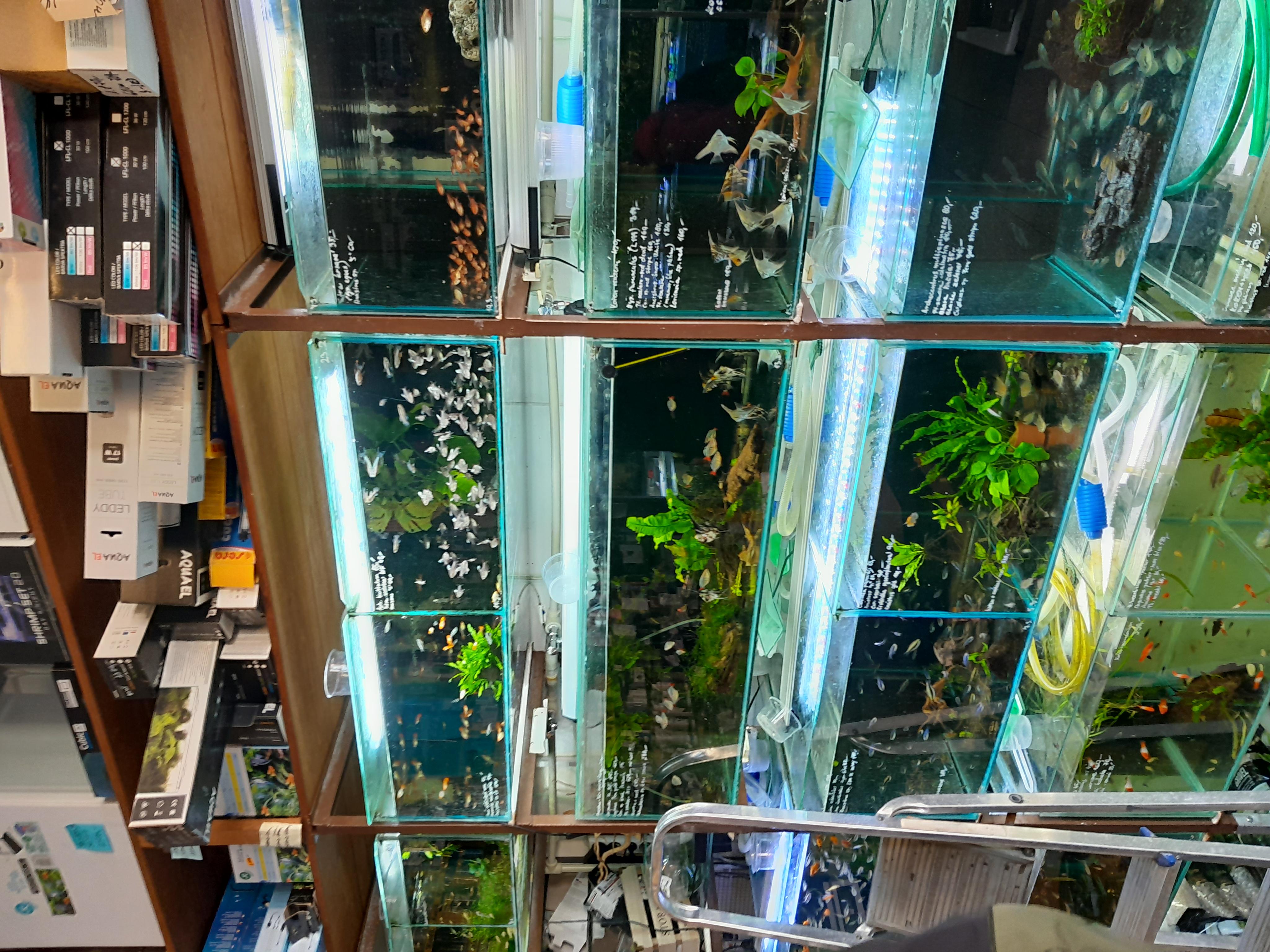 Akvaristika Winkler foto 2