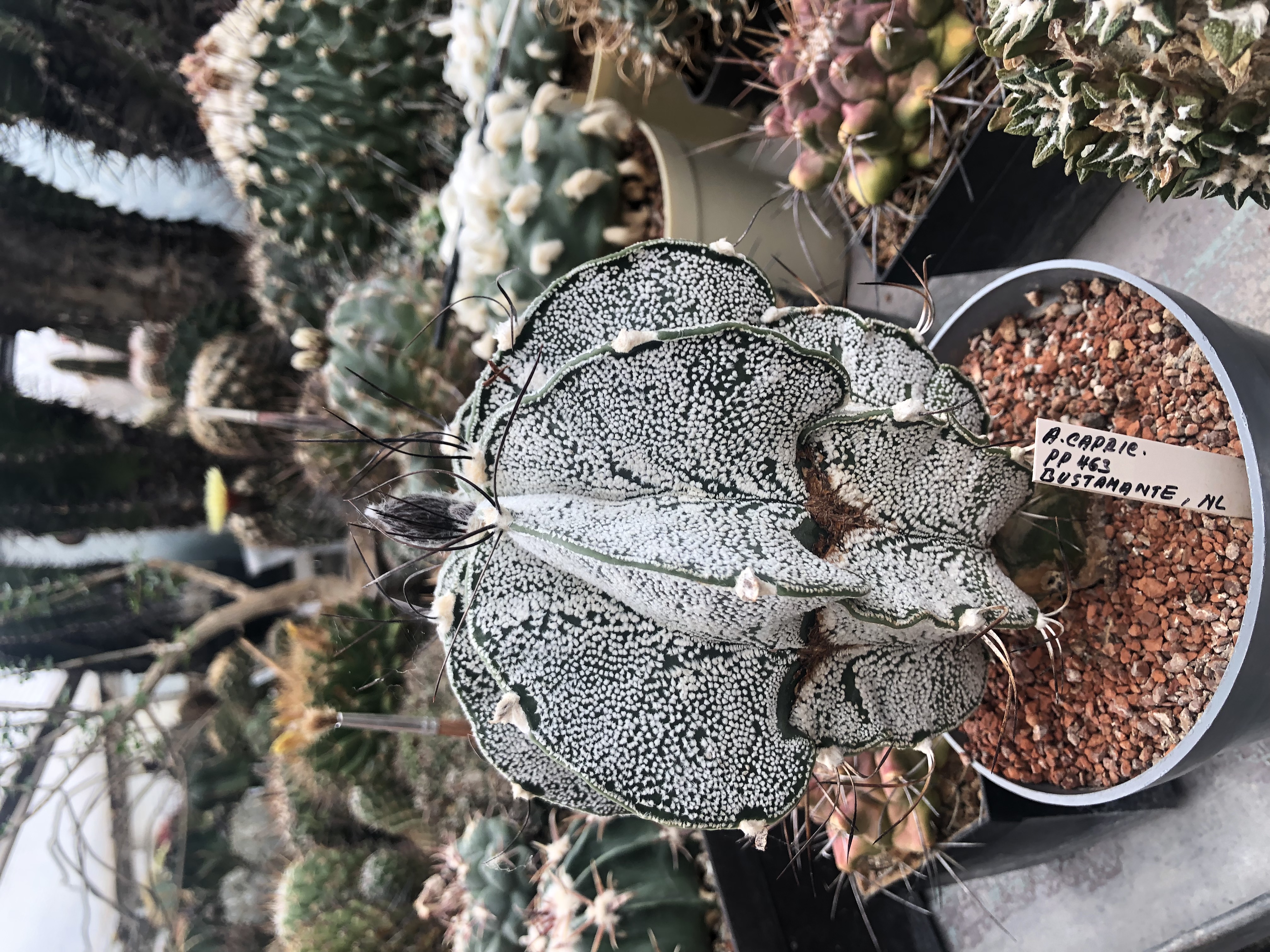 Kaktusy a sukulenty U Pavlíčků foto 4