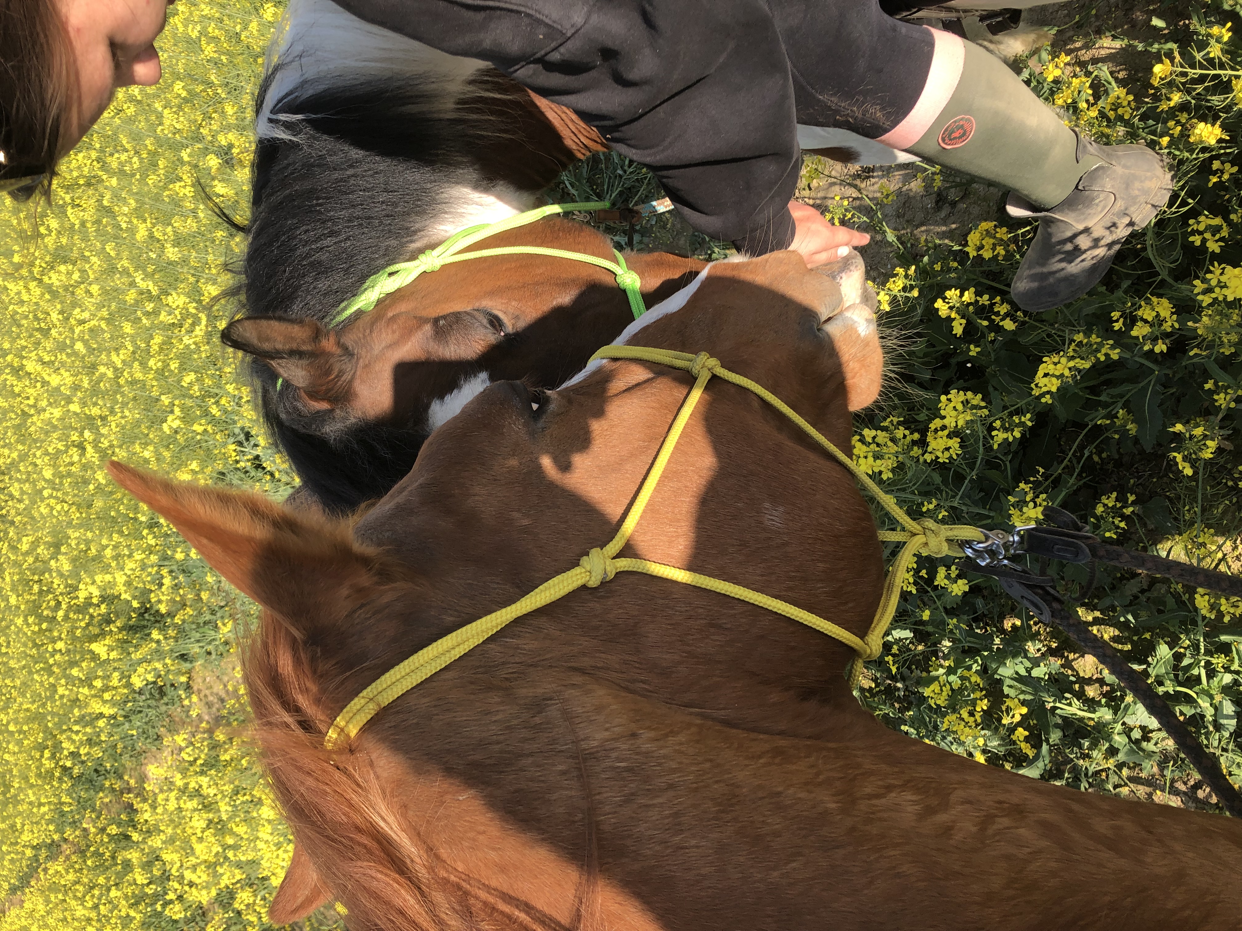 Stáj walenkino epona z.s. foto 4