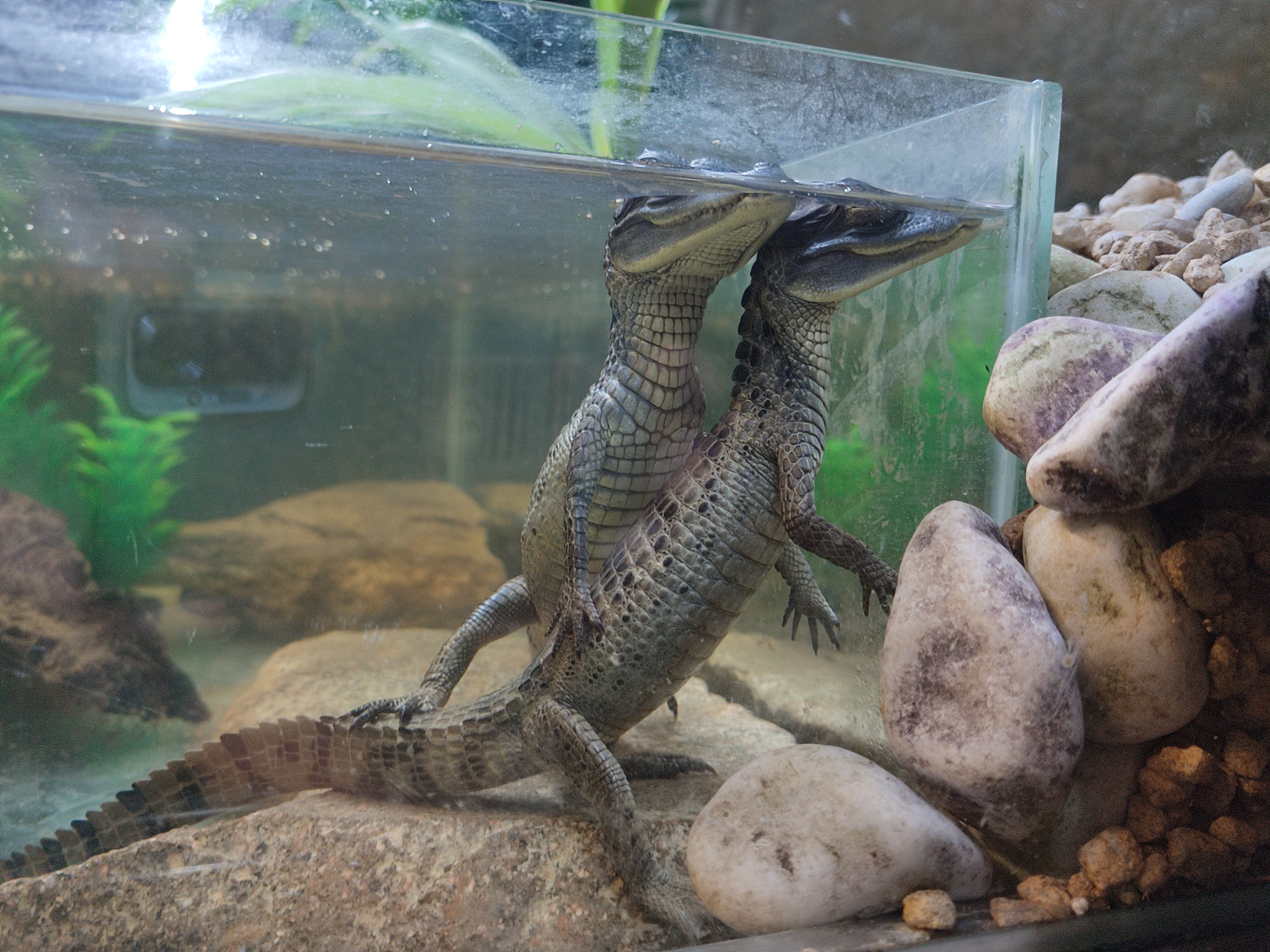 Krokodýlí ZOO Protivín foto 6