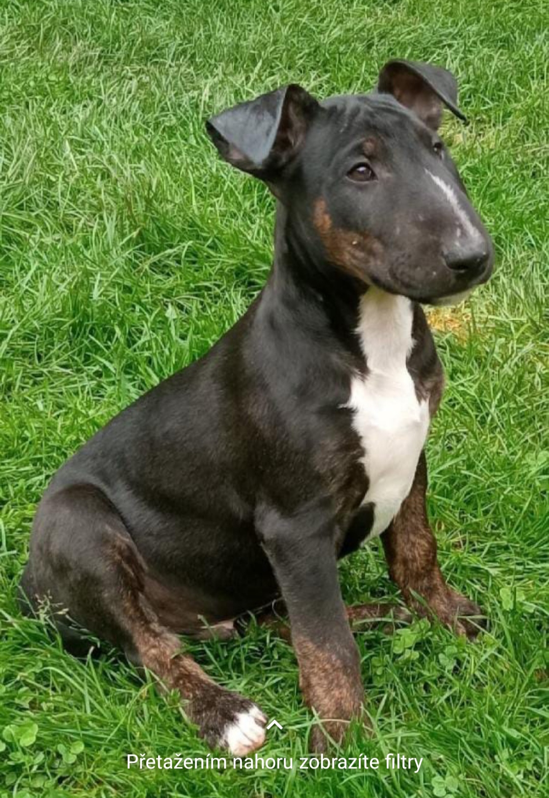 Výcvik psů - Milán Luňáček foto 2