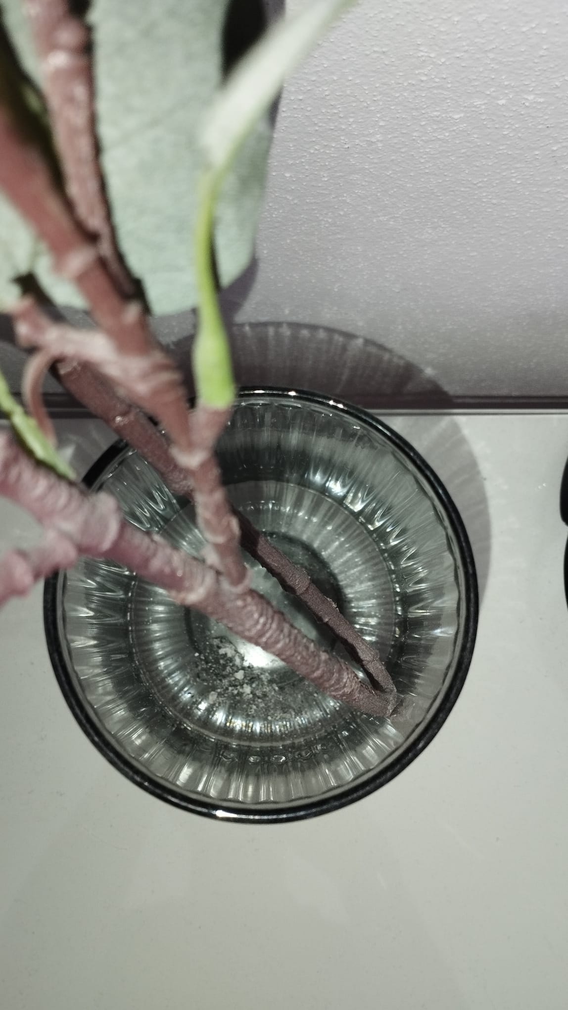 Apartmán LANNA foto 5