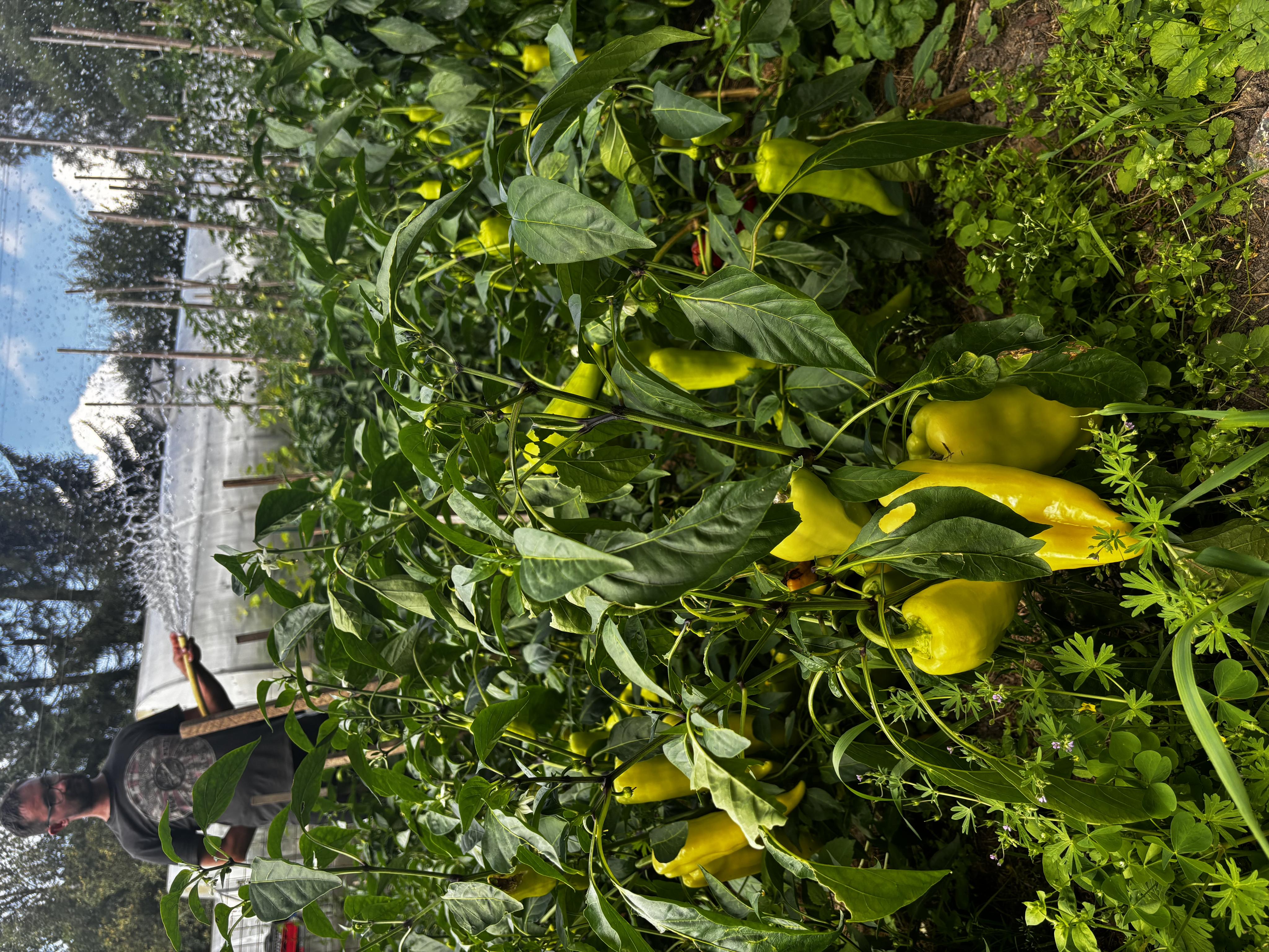 Zahradnictví u Kuby foto 2