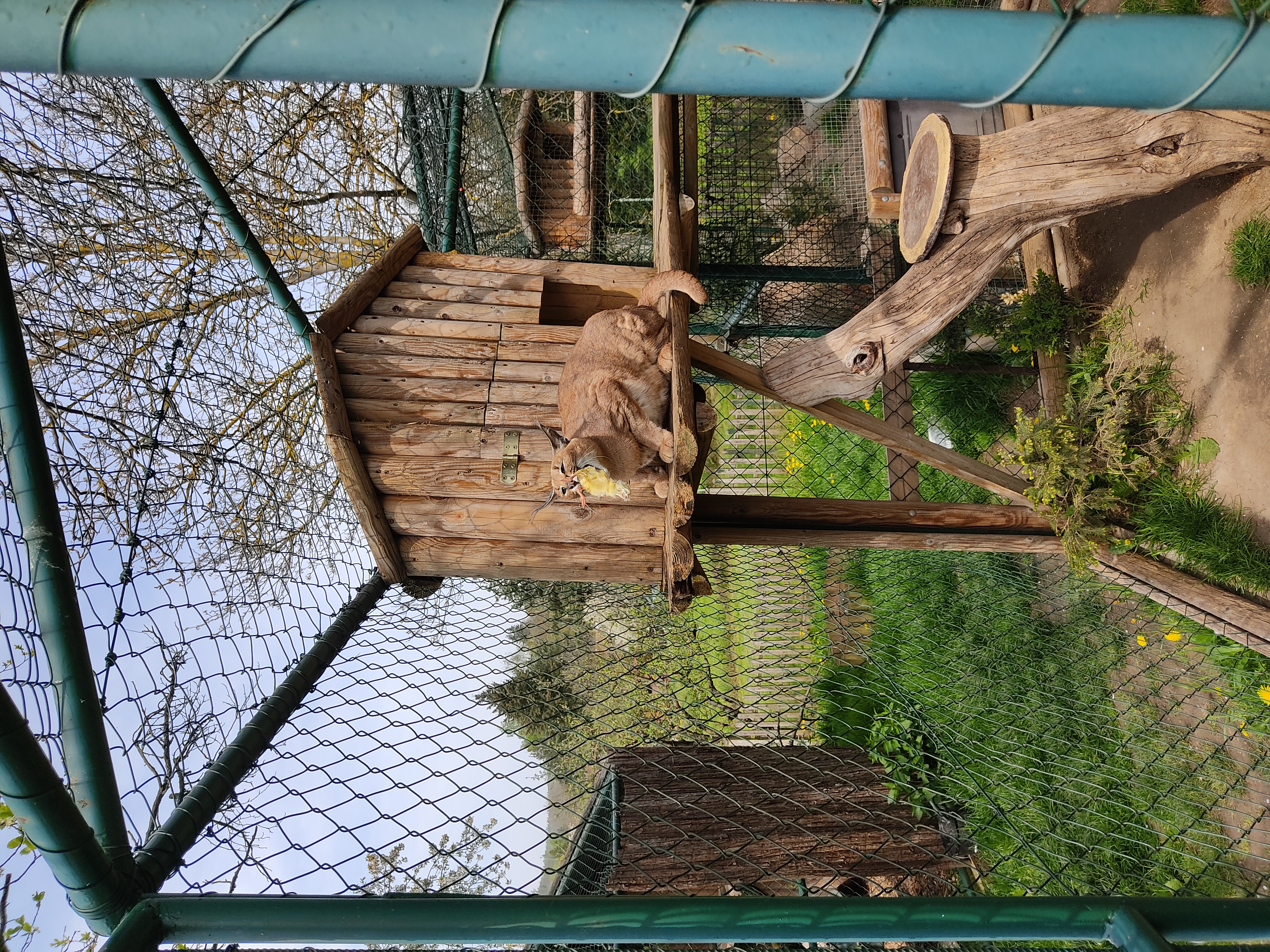 Minizoo - Šelmy, kočky, koťata foto 3