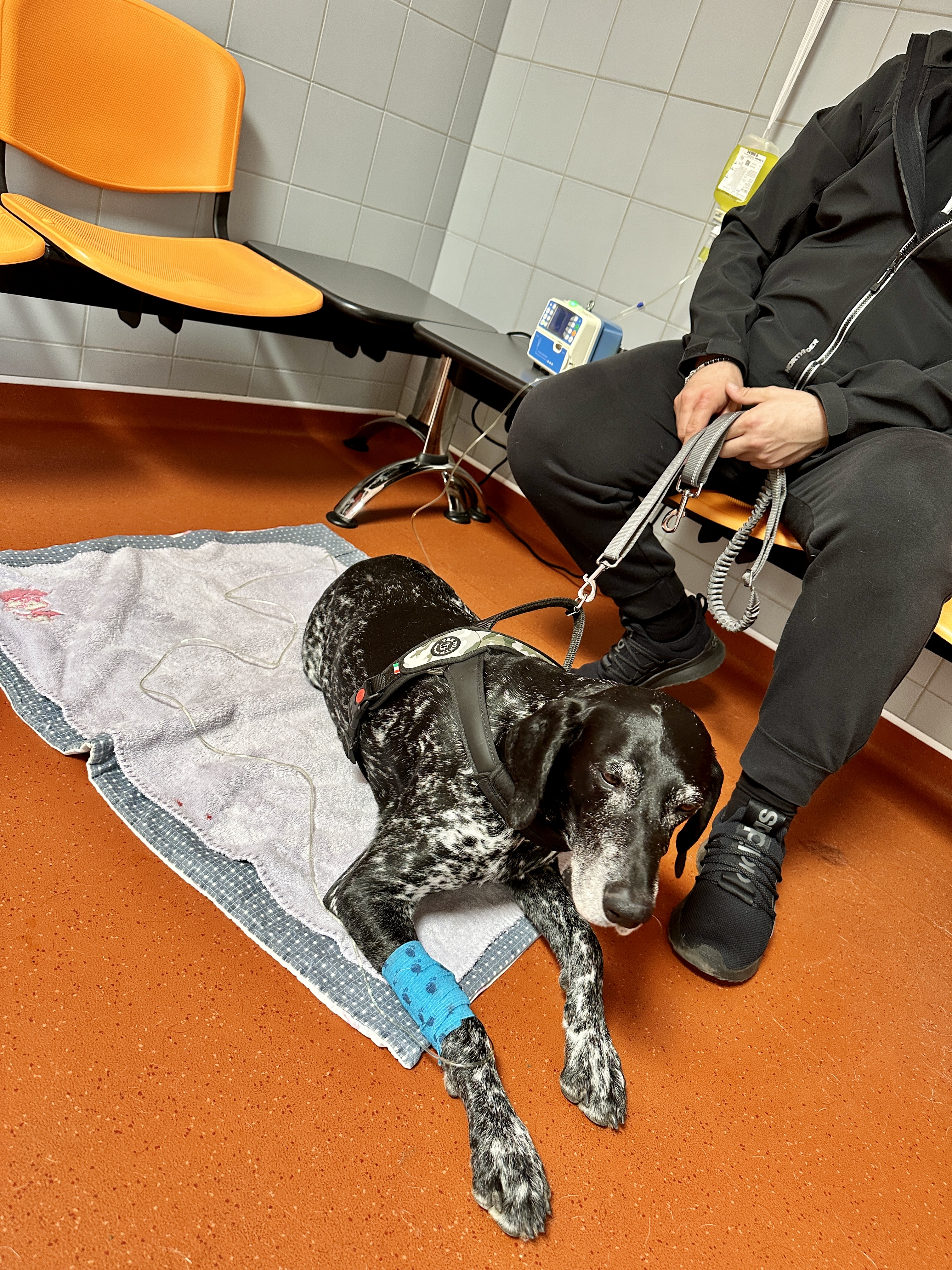 Veterinární klinika Mi-Vet foto 6