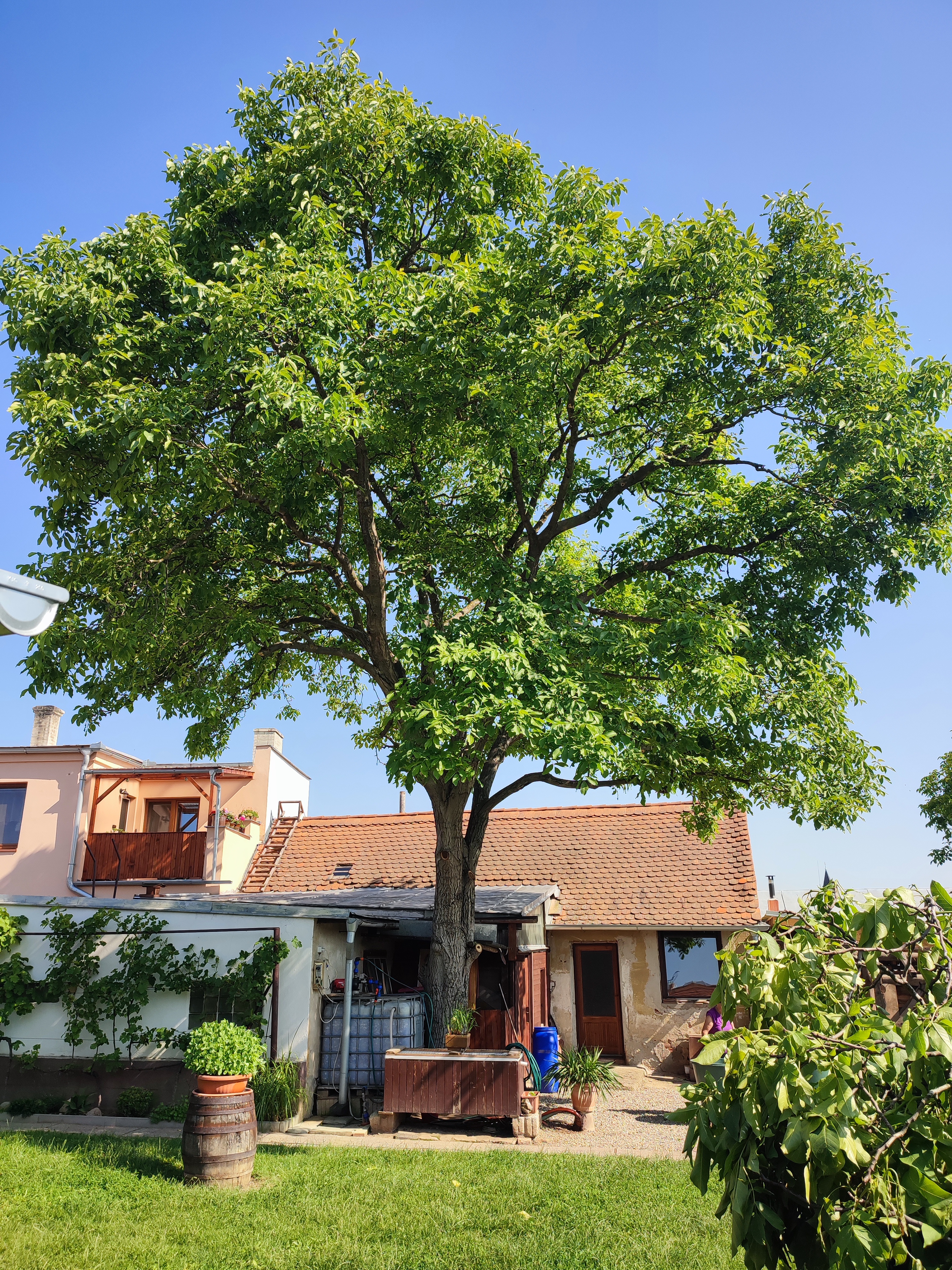 Rizikové kácení stromů - DIRECT PRO s.r.o. foto 5