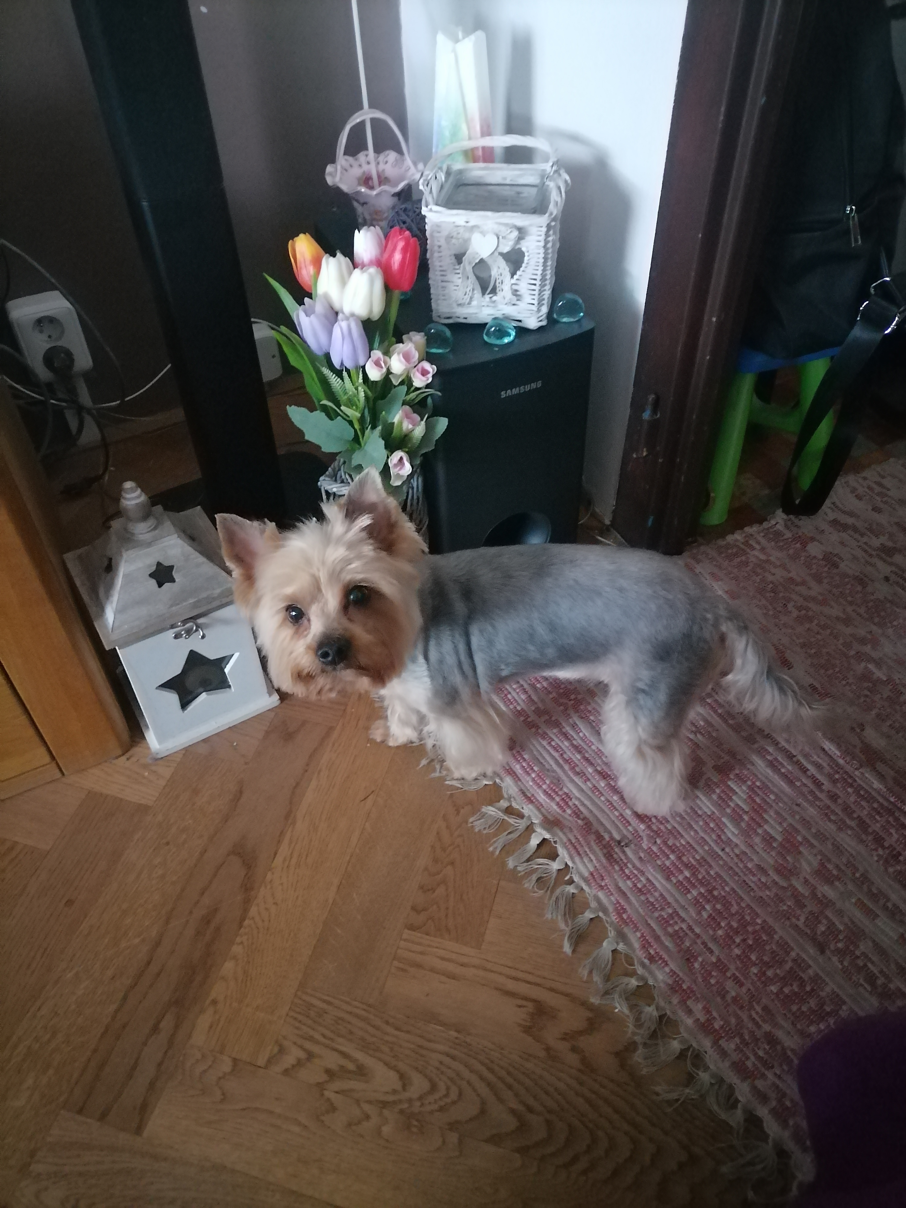 Psí salon HAF HAF - Krihová Jana foto 6