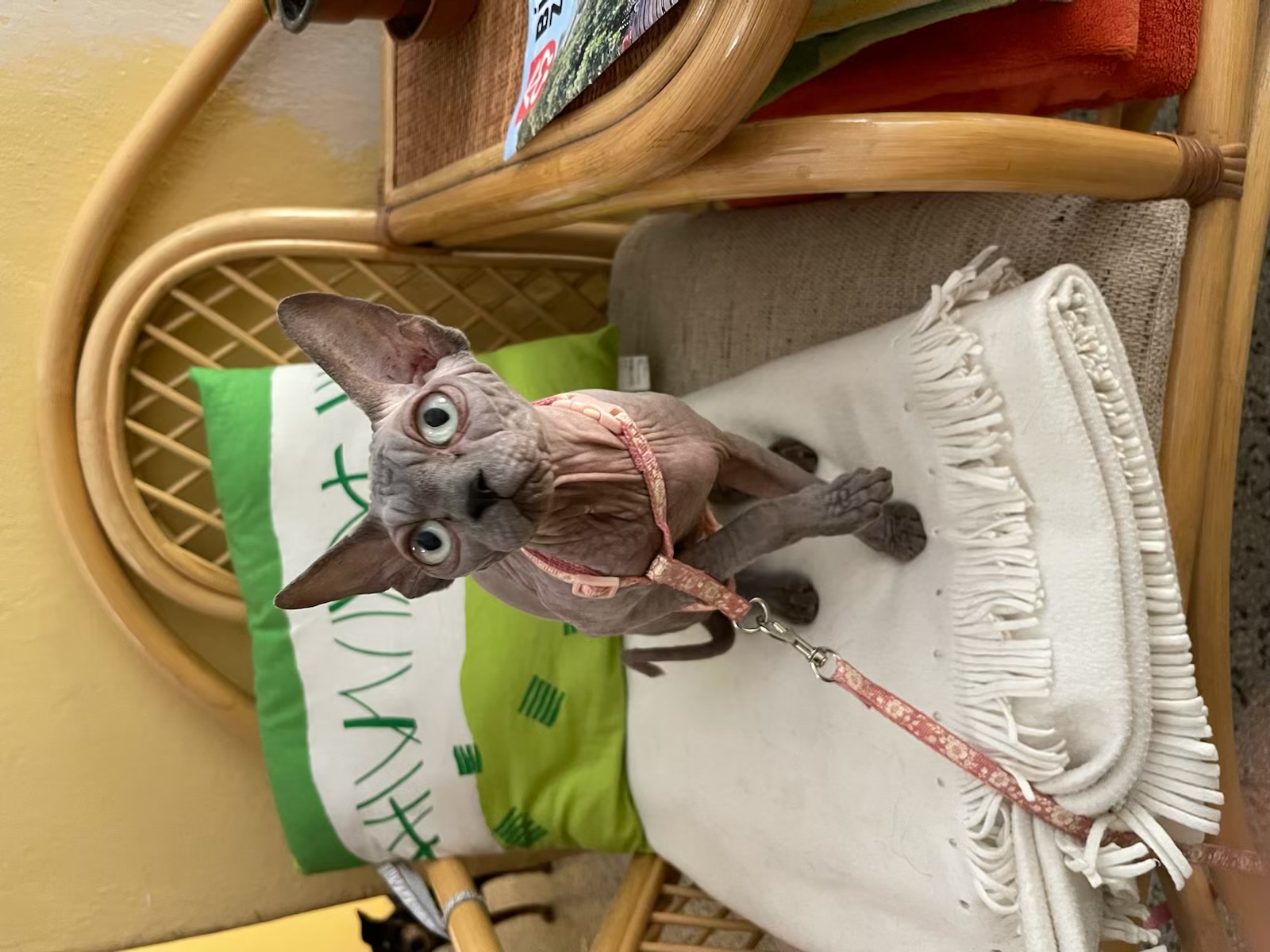 VETERINÁRNÍ ORDINACE -MVDr. Barbora Jelonková foto 2