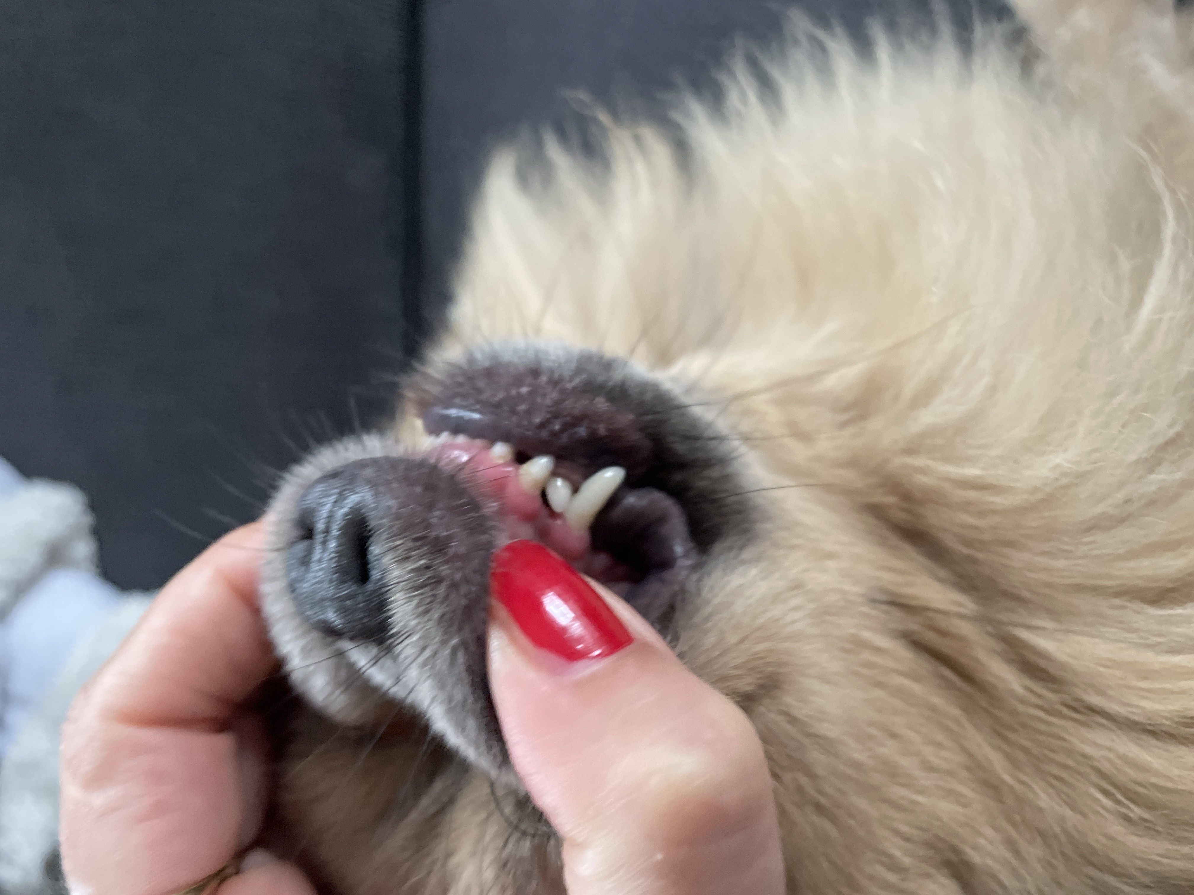 Masáže psů - Markéta Thielová foto 5