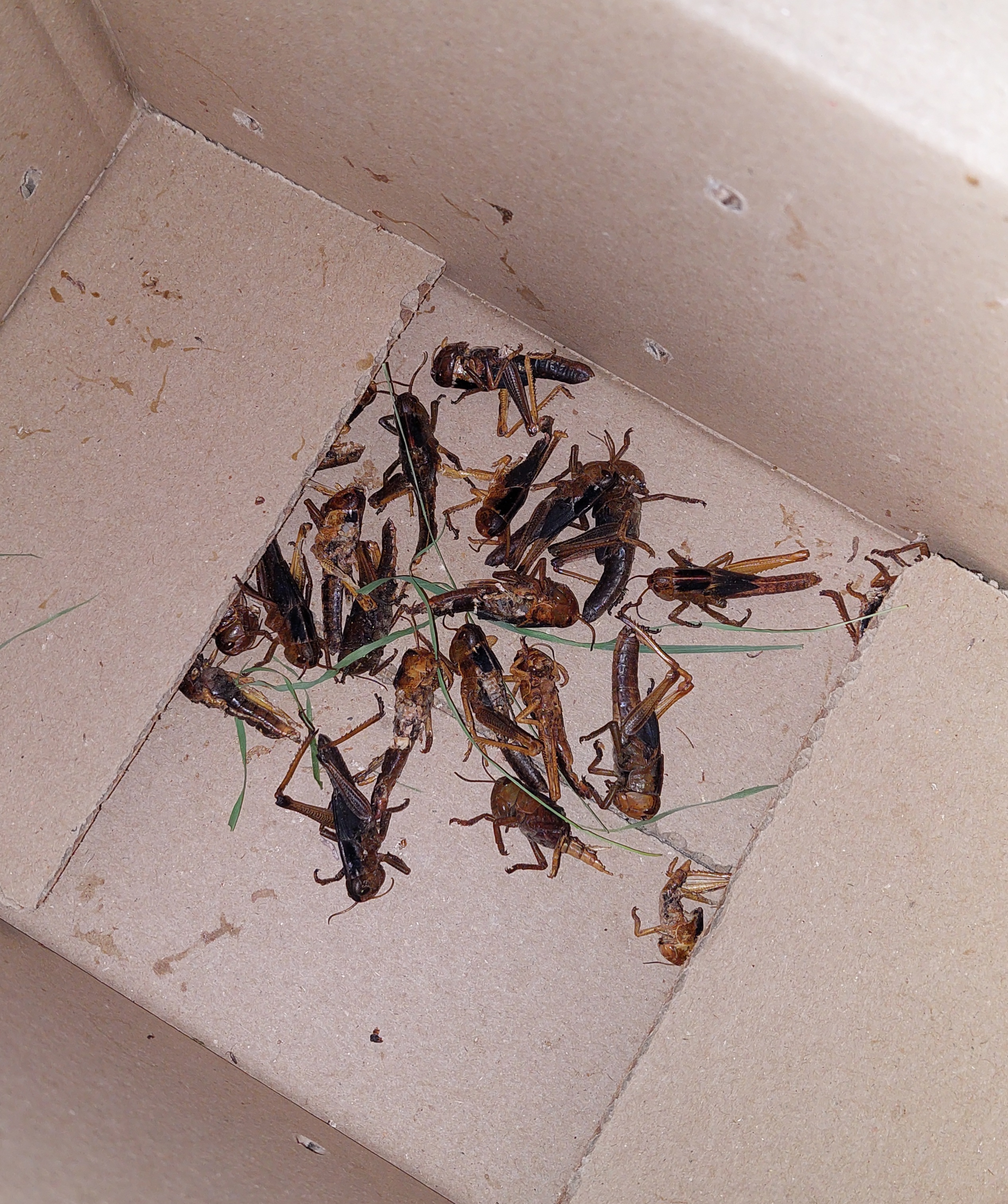 Krmny-hmyz.cz foto 2