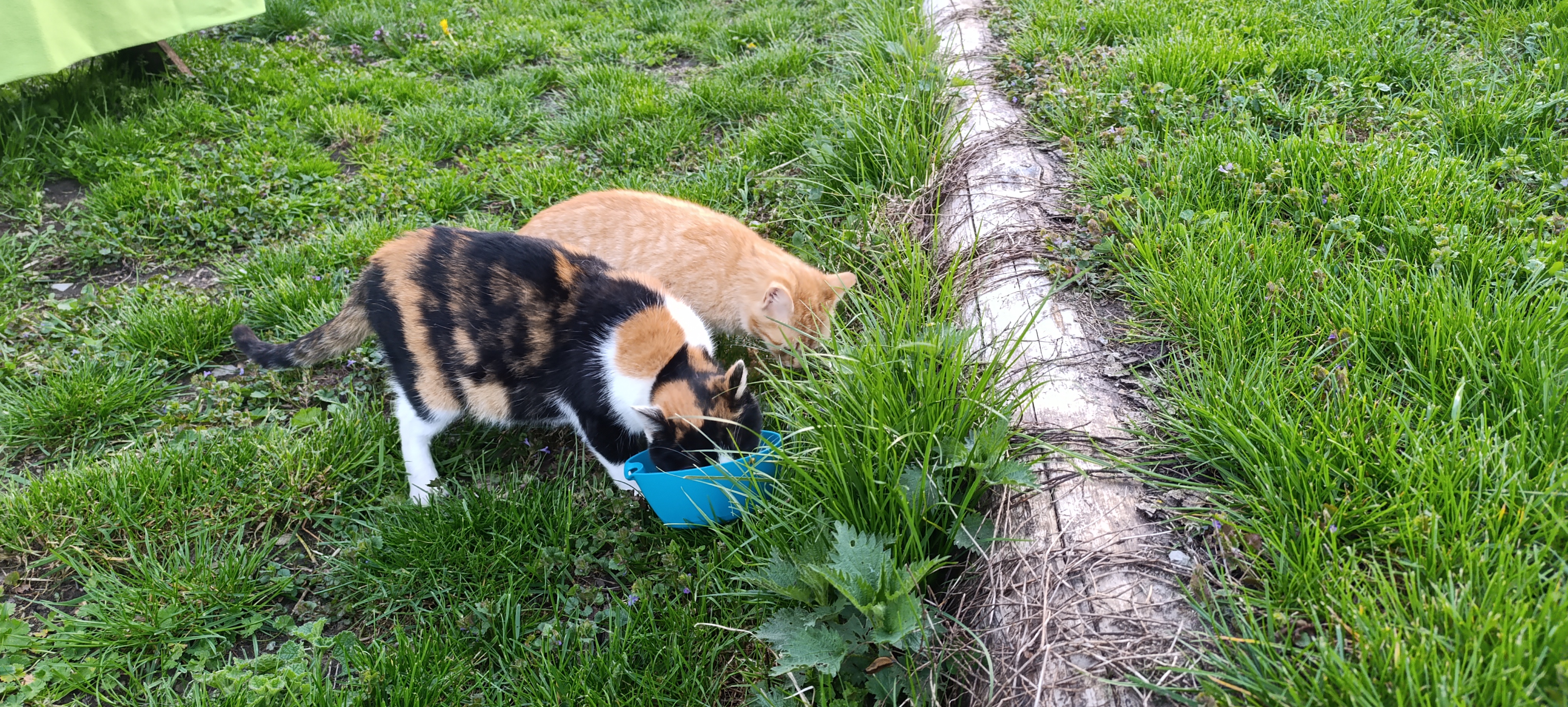 Biofarma Belina foto 5