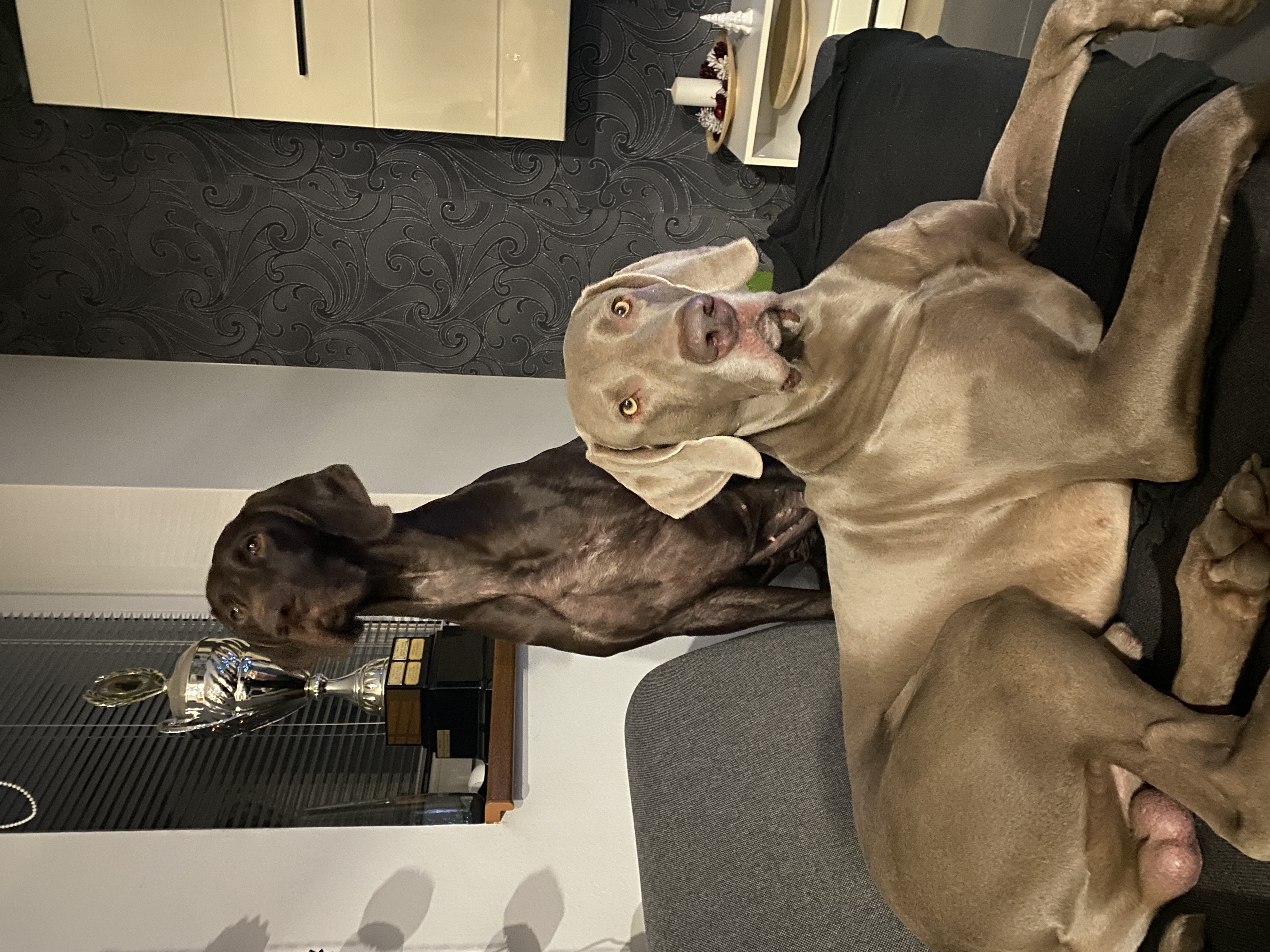 Veterinární klinika ANIVET - MVDr. Zbyněk Horák foto 2