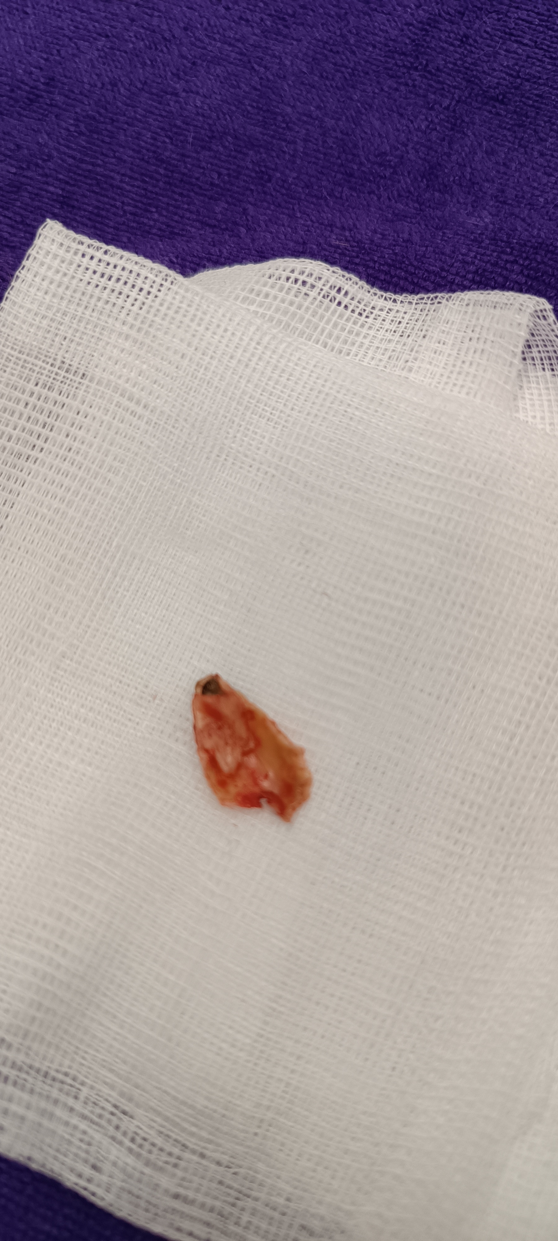 Vet klinika Nytra s.r.o. foto 3