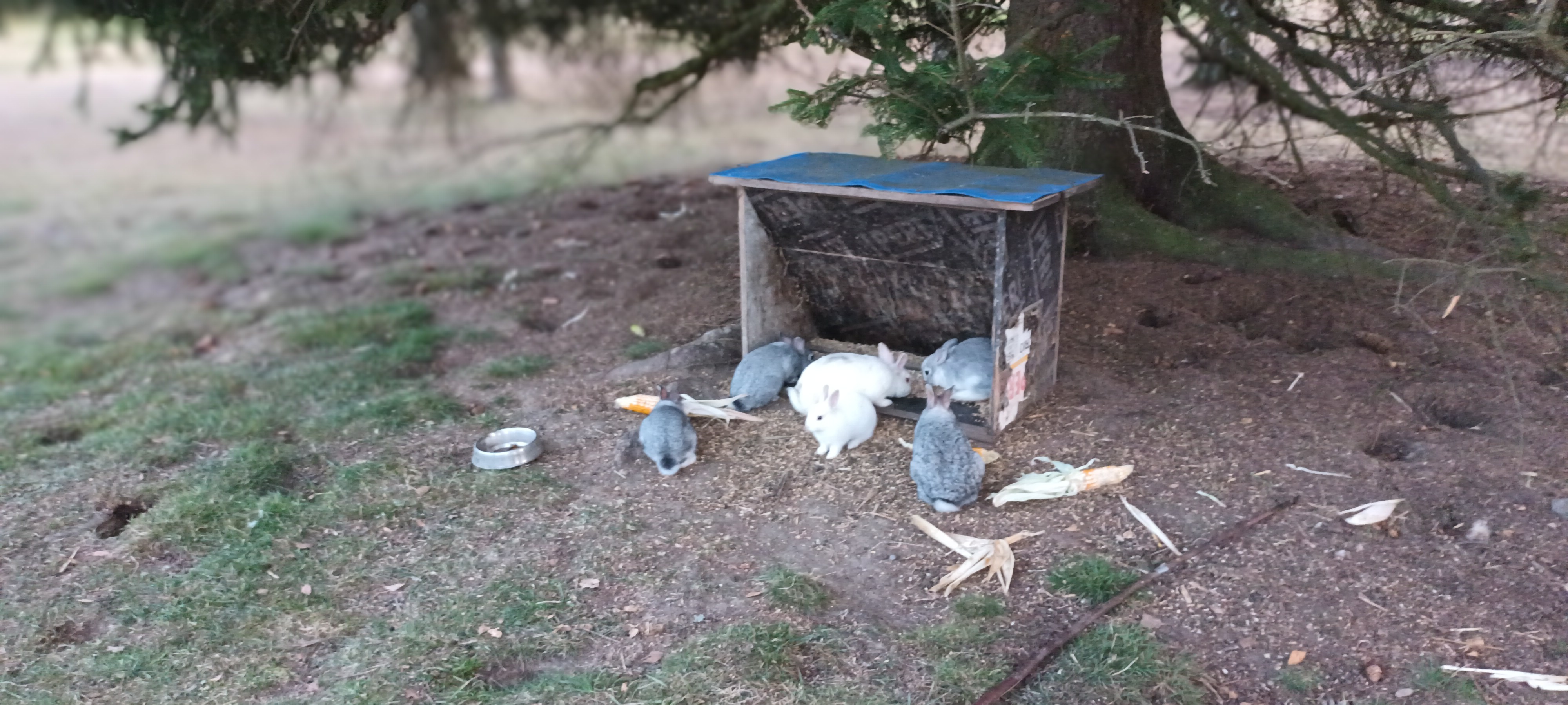 Koupaliště Sázava - ubytování foto 5