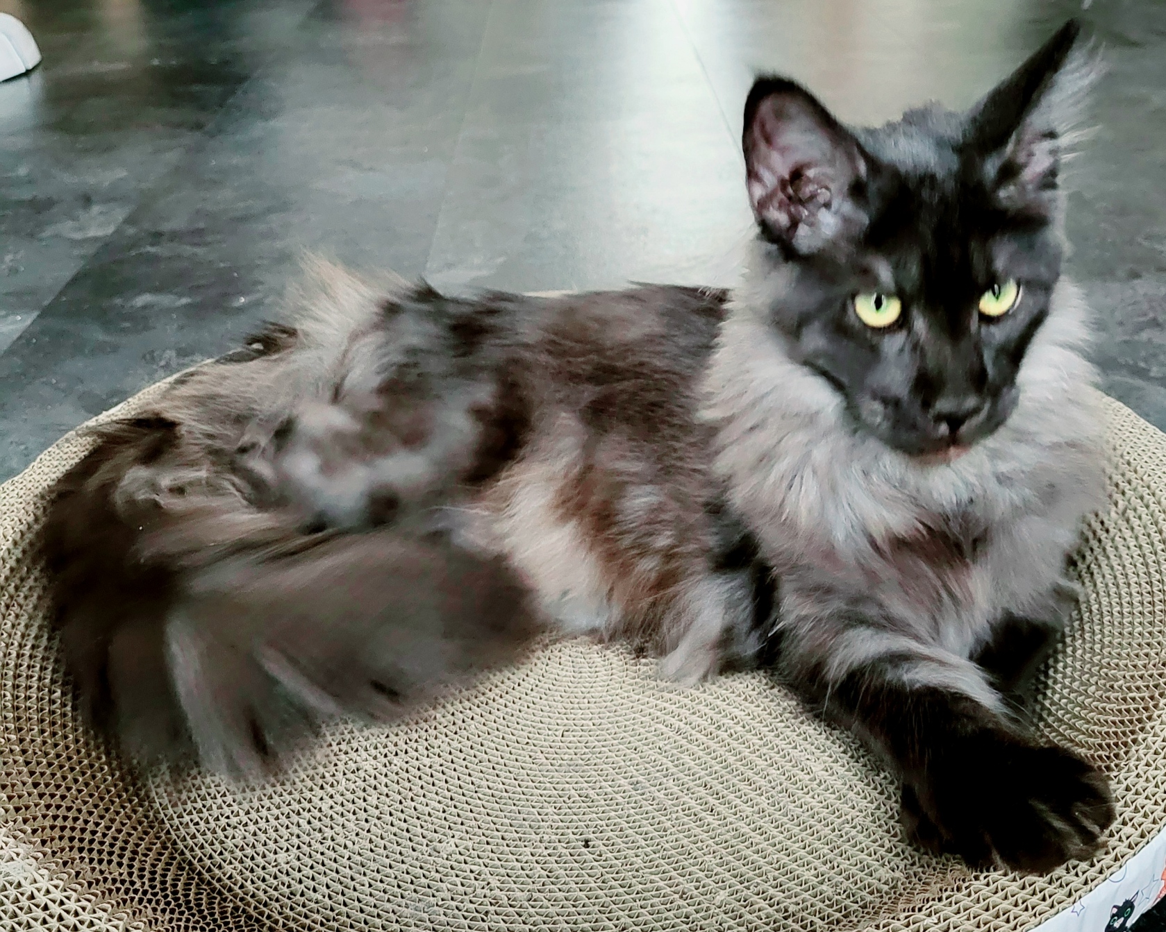 MVDr. Hana Nováková foto 4