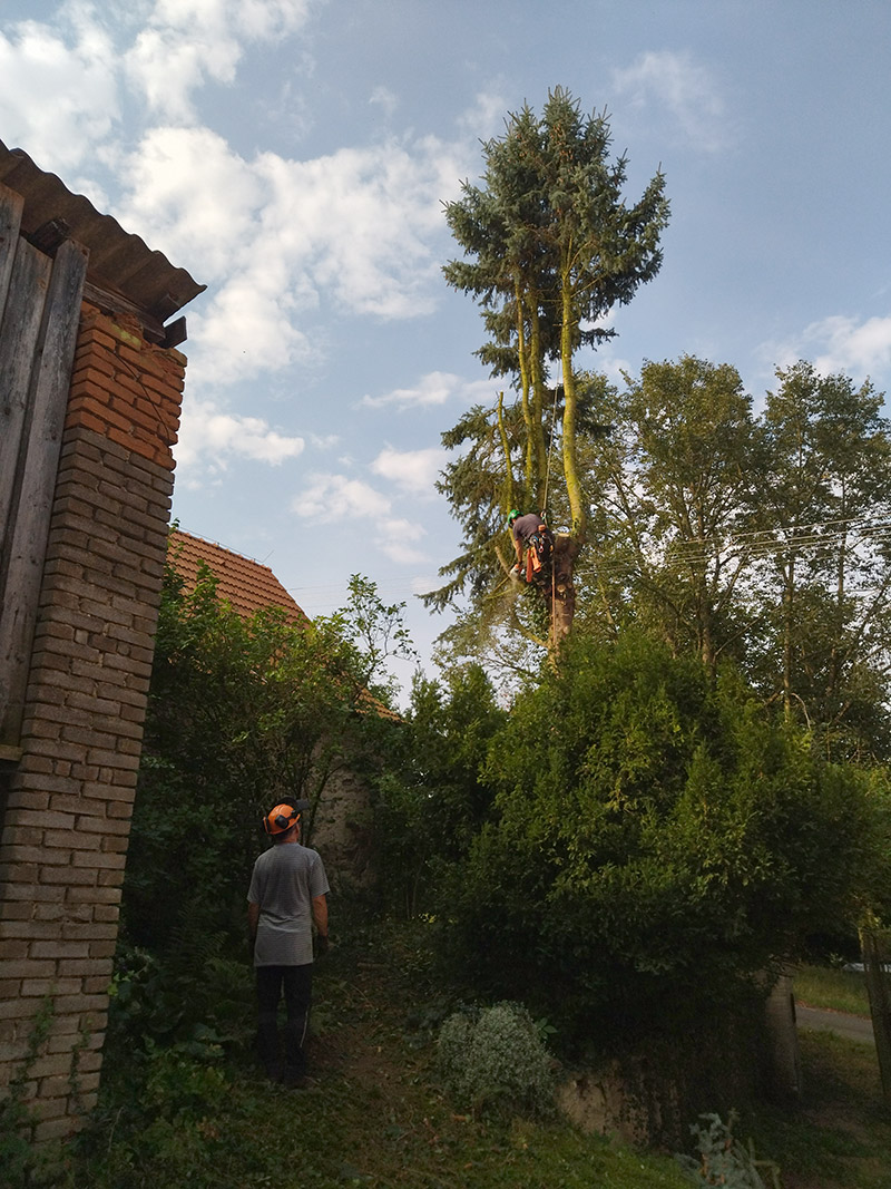 Rizikové kácení stromů - Ondřej Hodný foto 5
