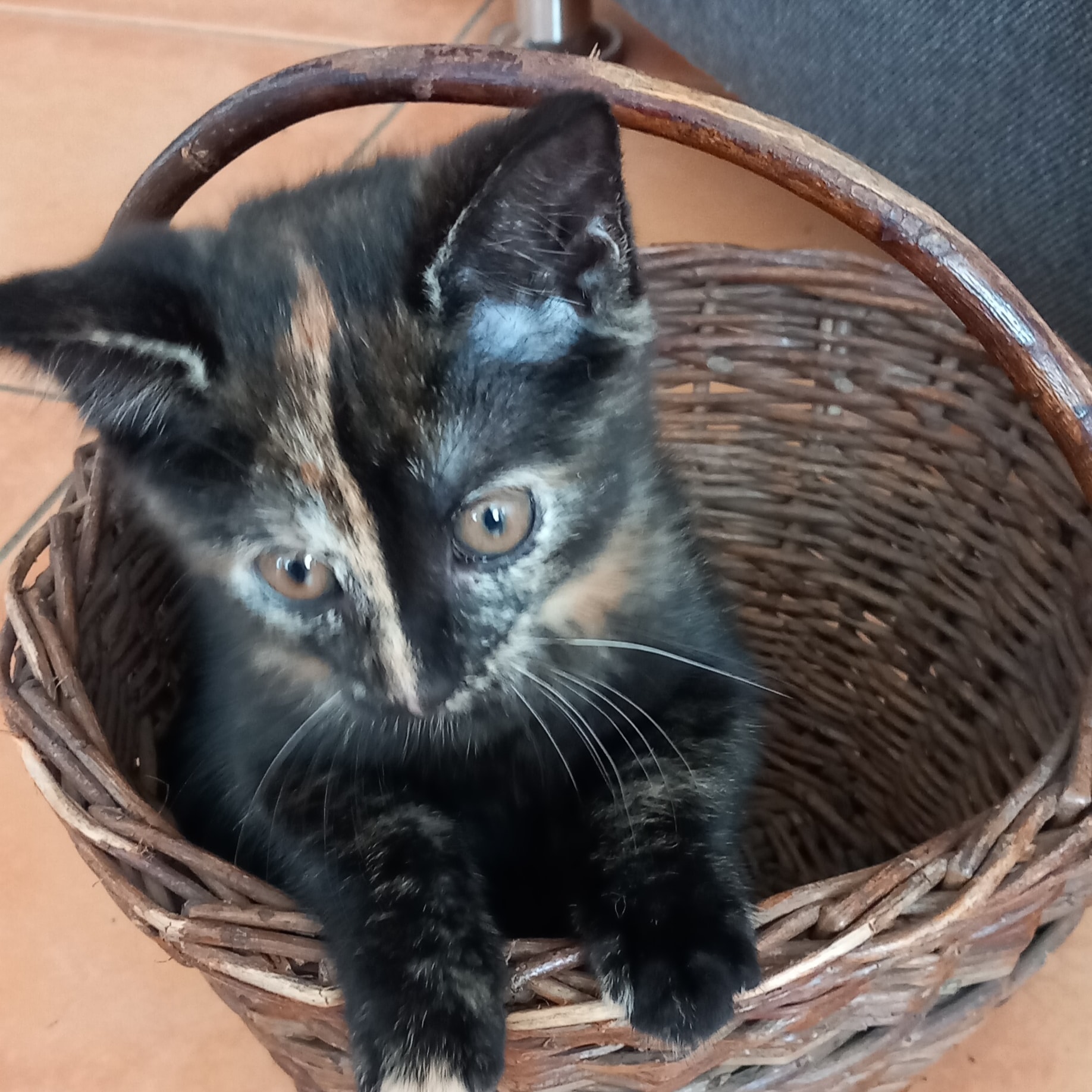 Veterinární ordinace Pod Kuřidlem foto 5