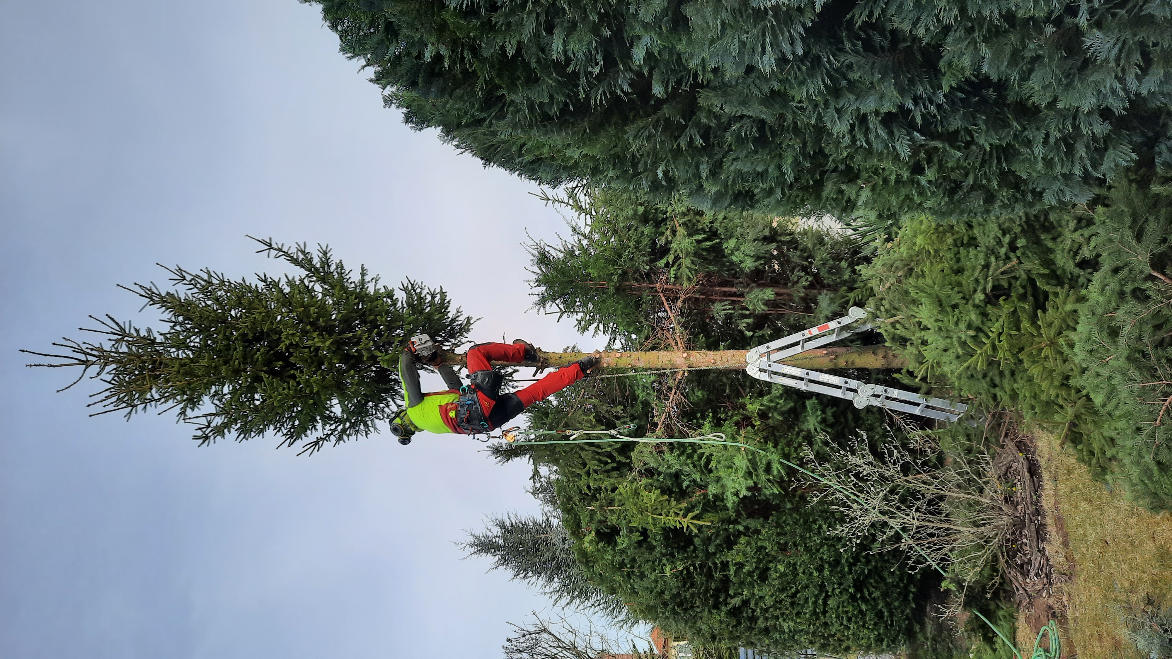 Tomáš Votava - arborista foto 6
