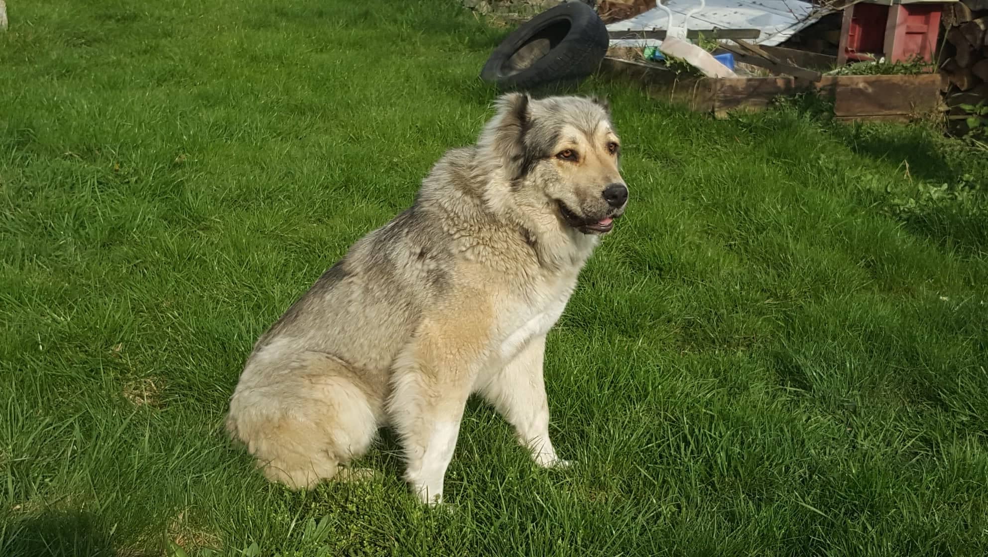 U Tří voříšků - MVDr. Dagmar Caltová foto 2