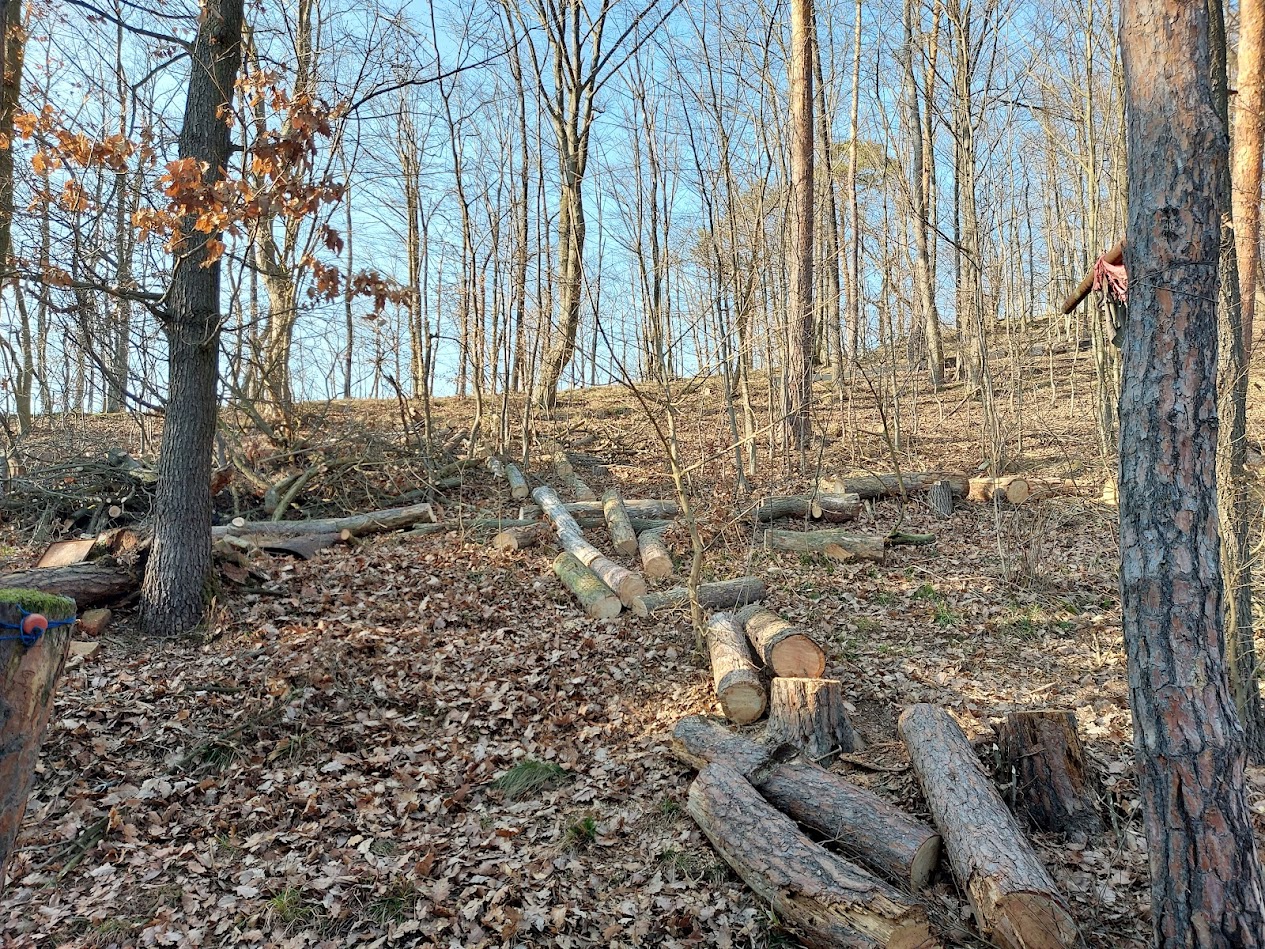 Rizikové kácení stromů - DIRECT PRO s.r.o. foto 6