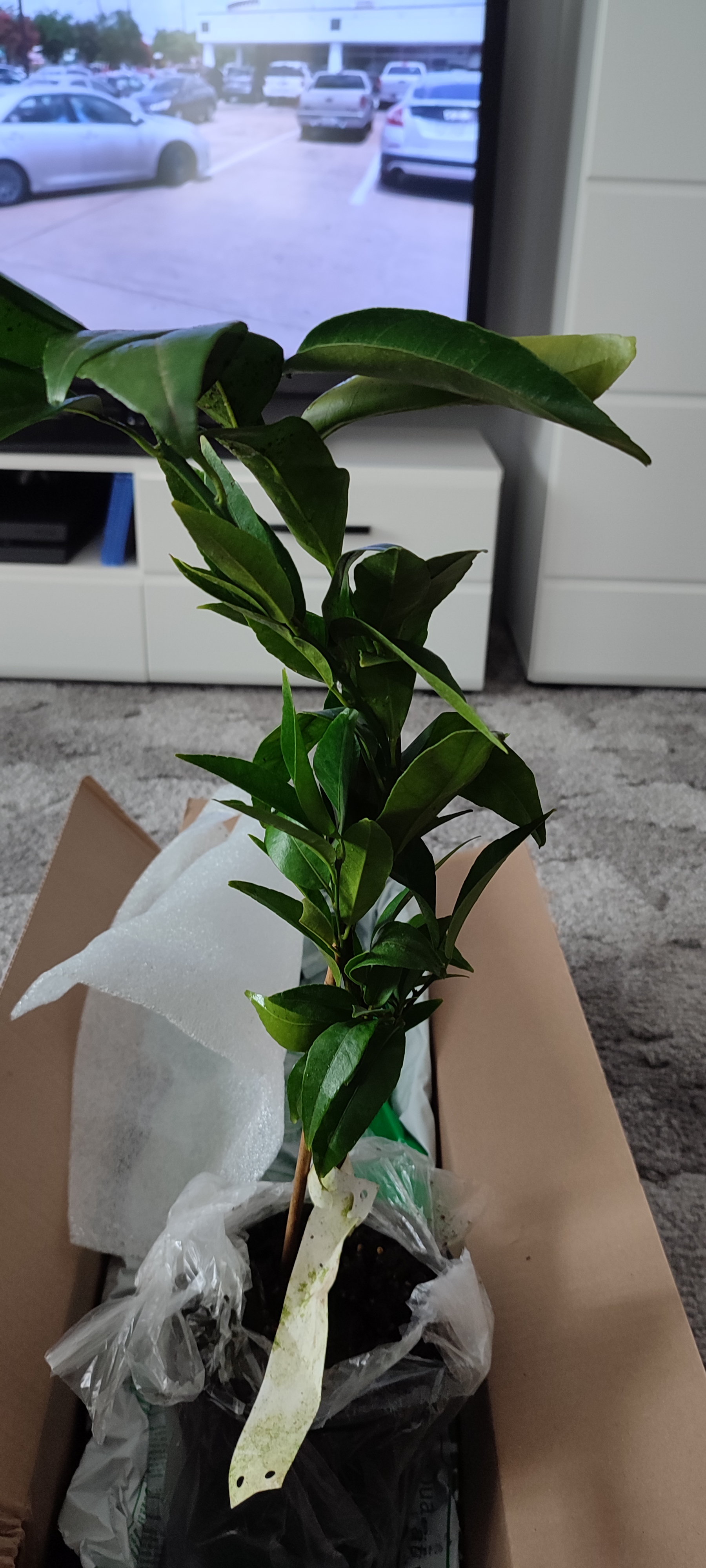 ADAVO zahradnictví foto 5