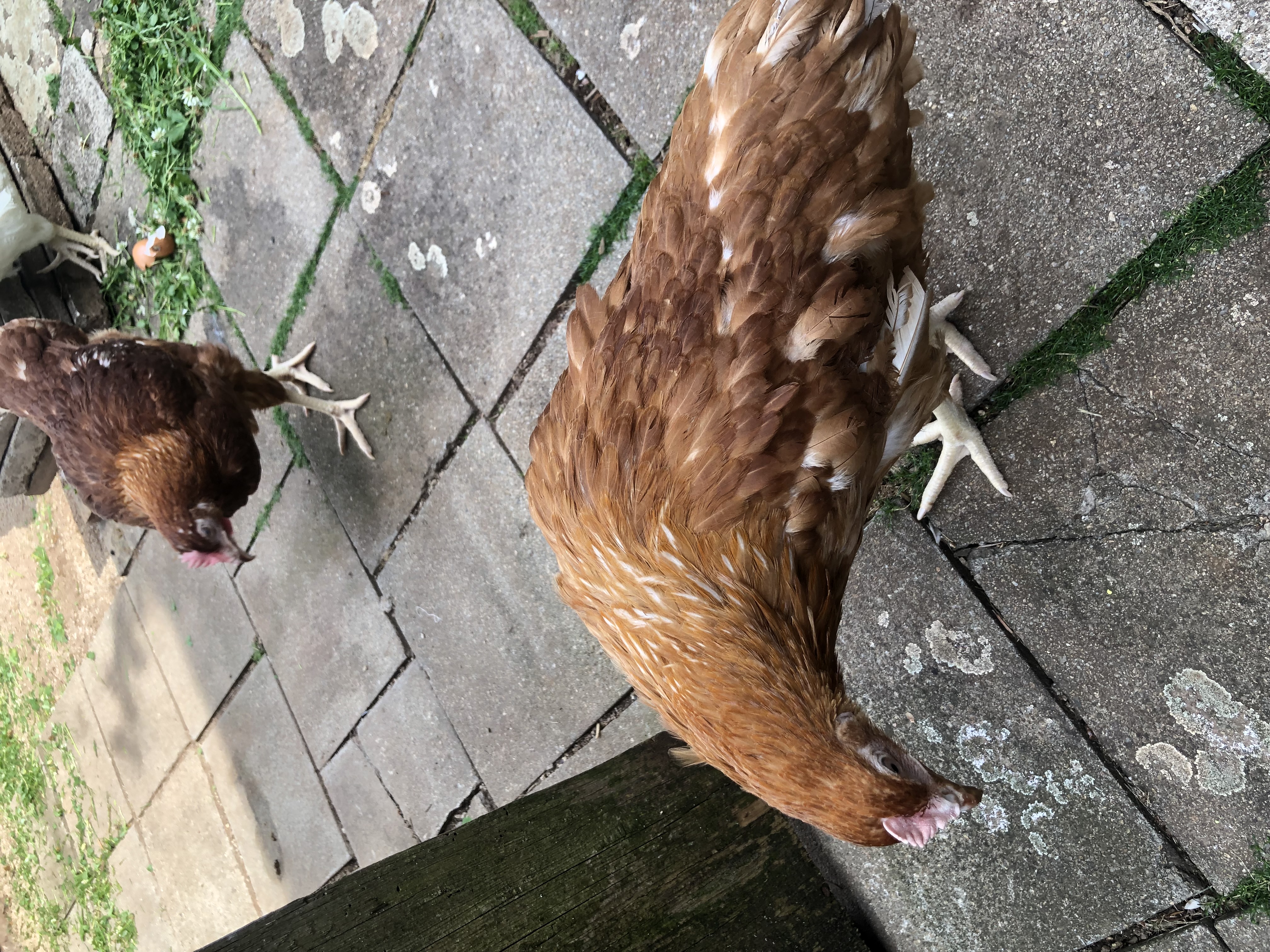 LÍHEŇ STUDENEC, s.r.o. foto 4