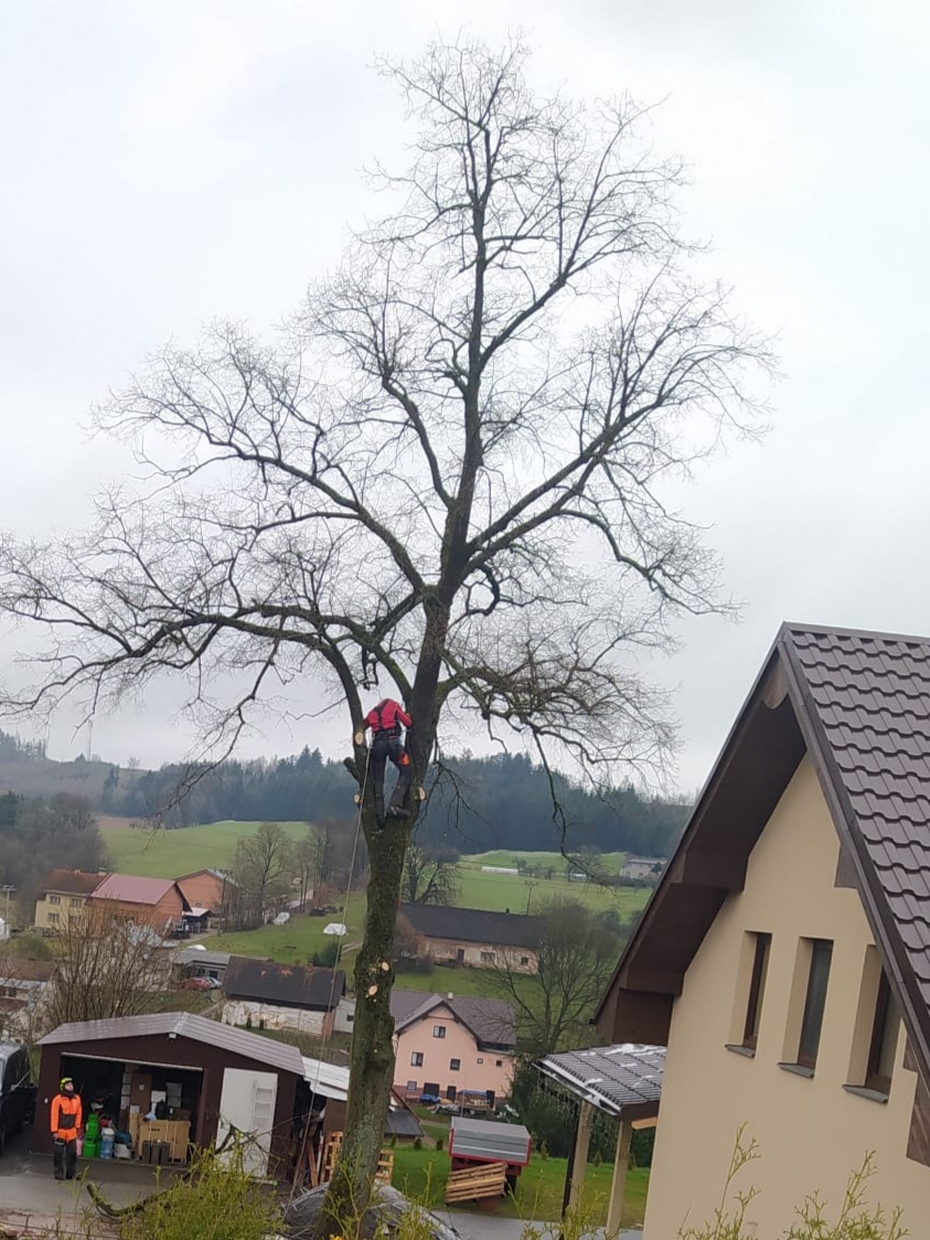 Rizikové kácení Martin Dušek foto 6