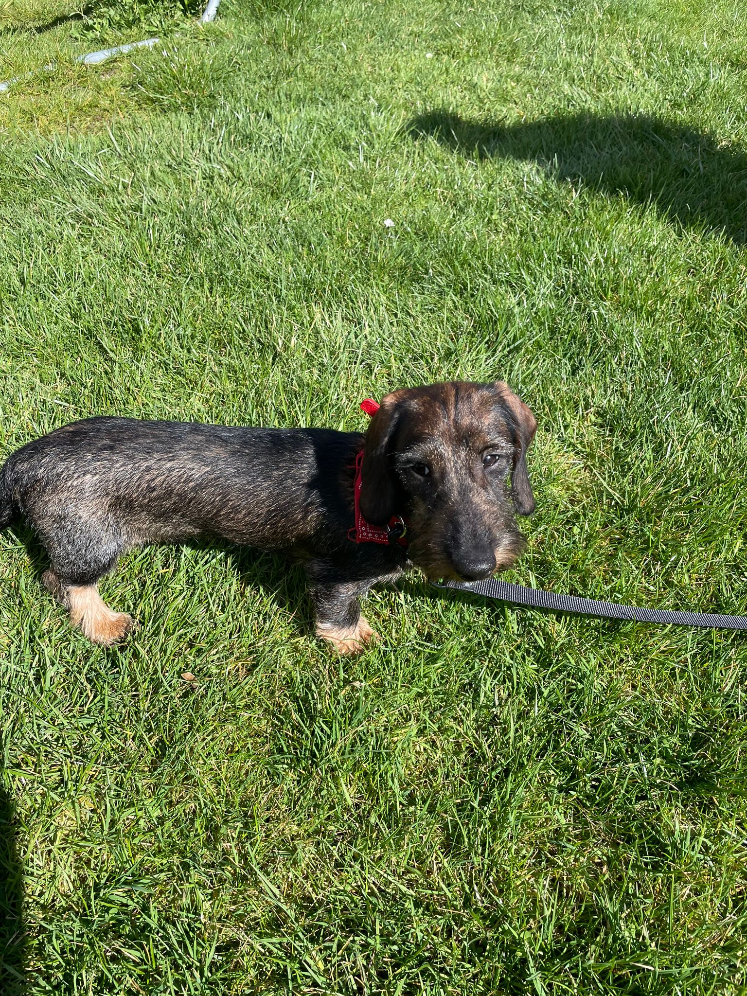 Salon pro psy ROYALPETS Veronika Čechová foto 6