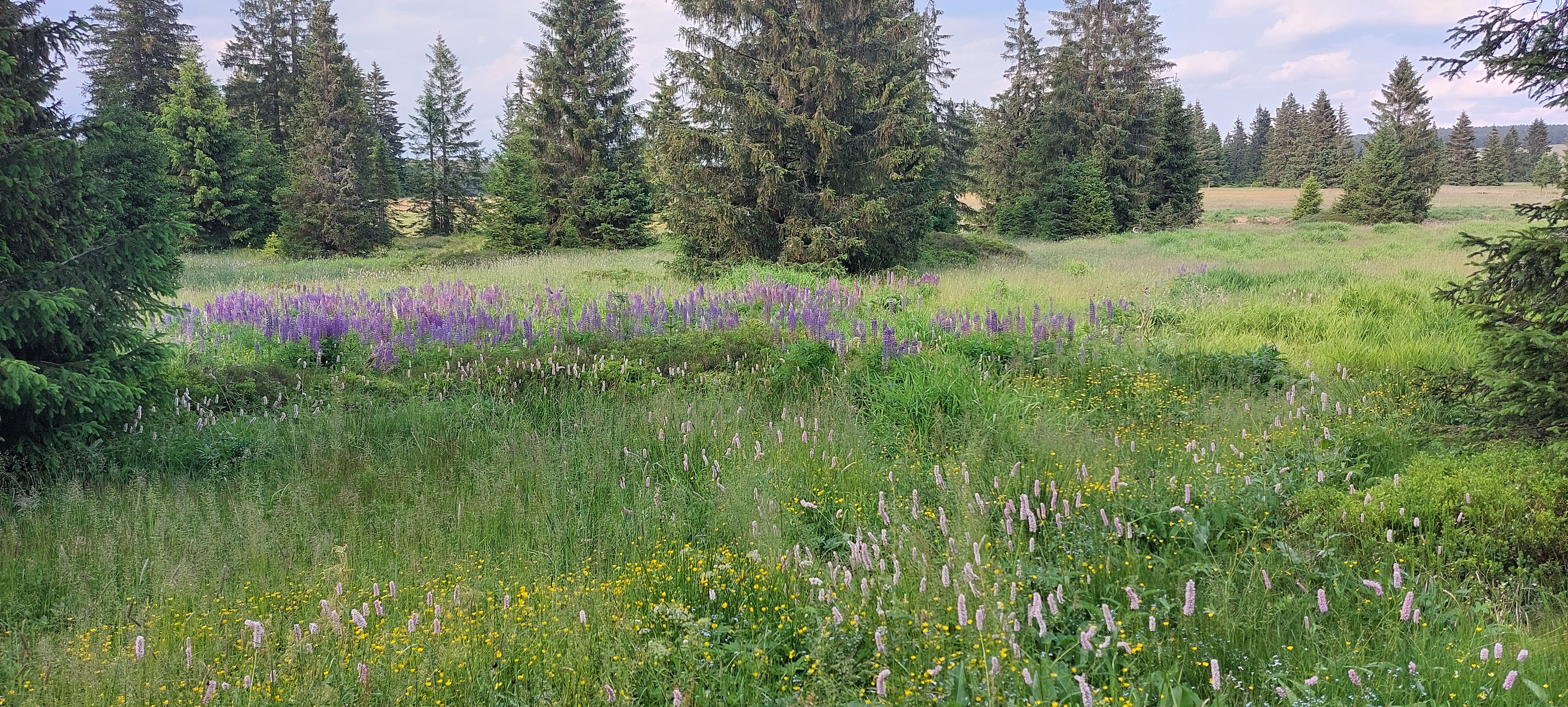 Pension H. Blatná foto 5