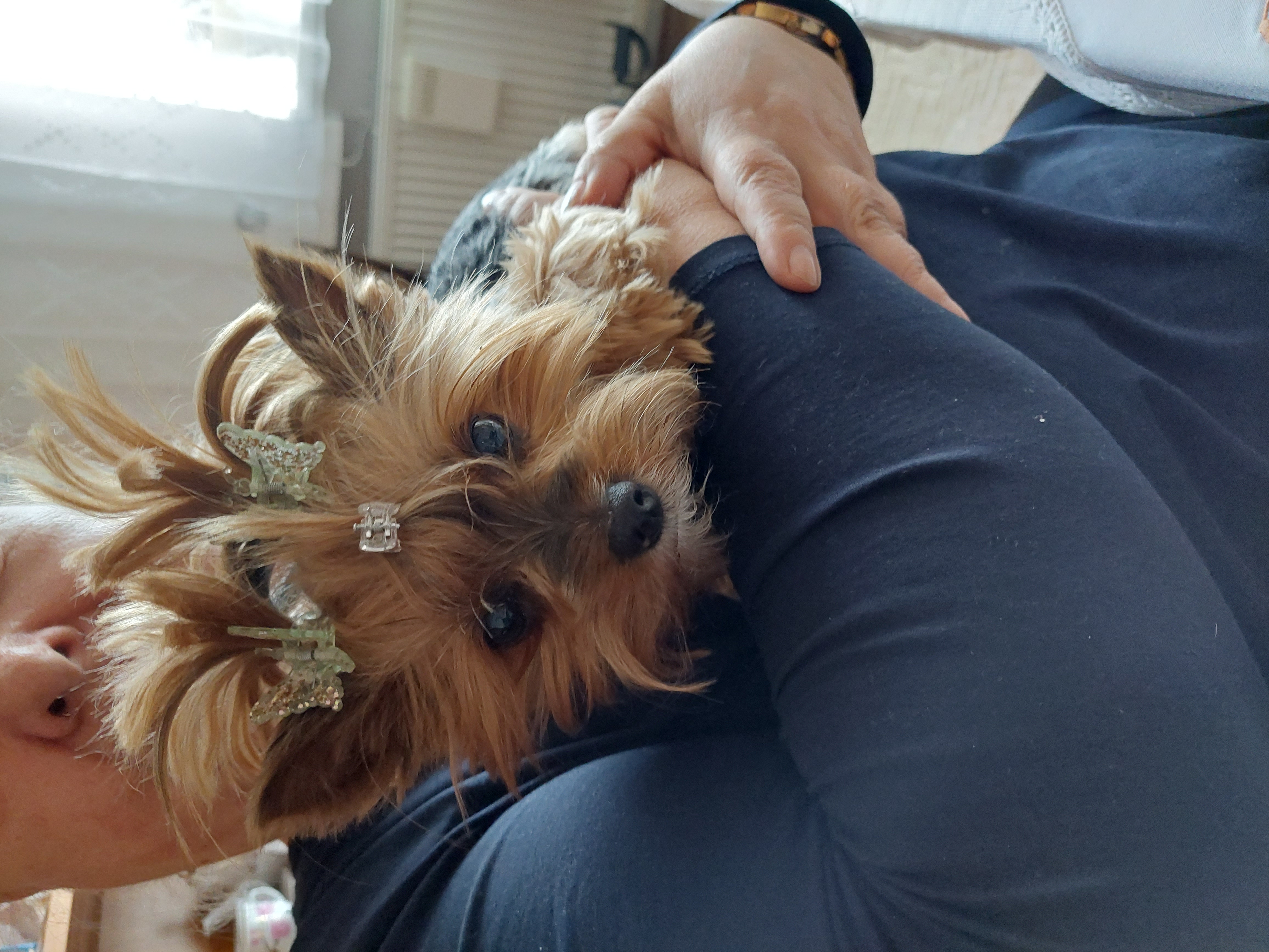 Veterina Pelikán foto 4