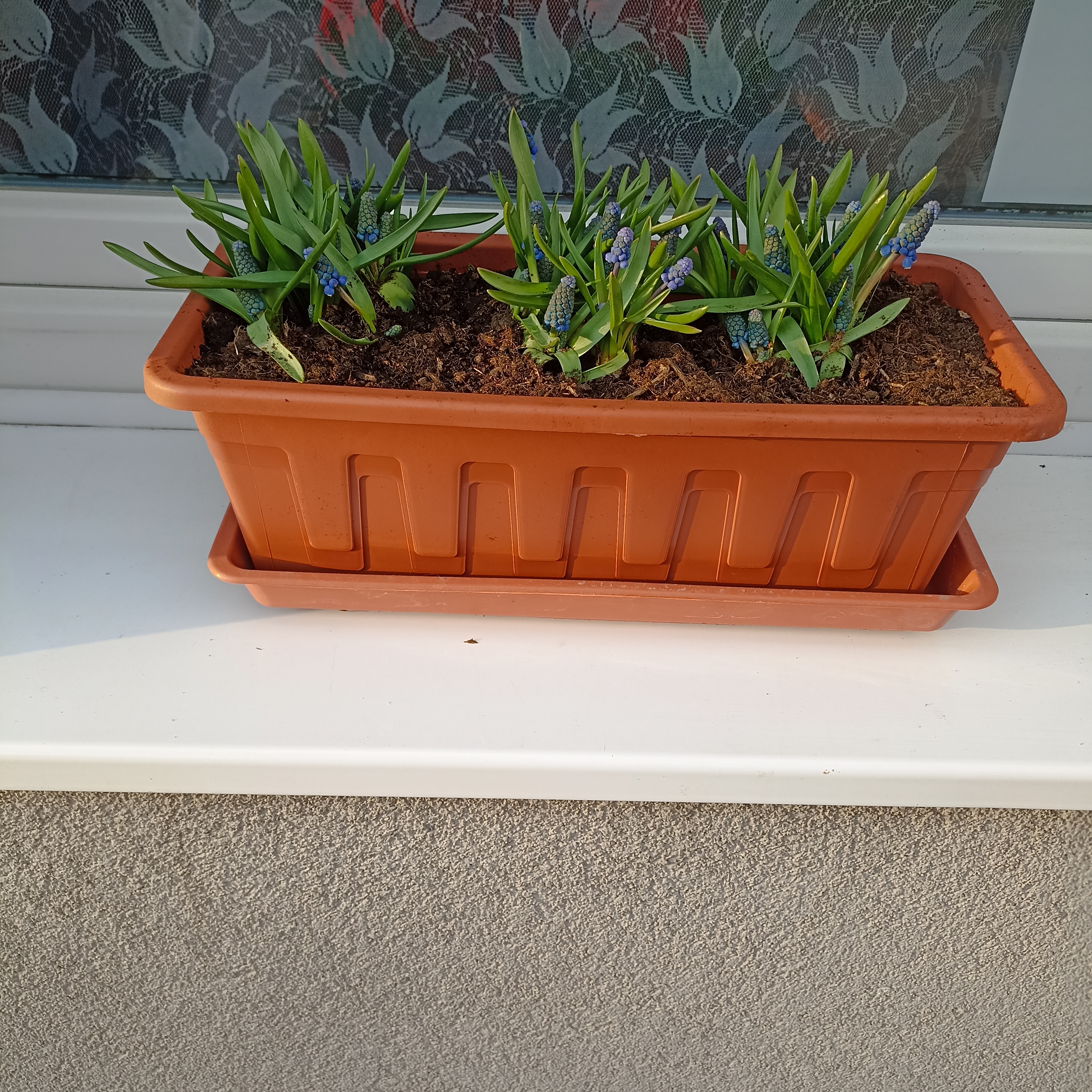 Zahradnictví u Níčů foto 2