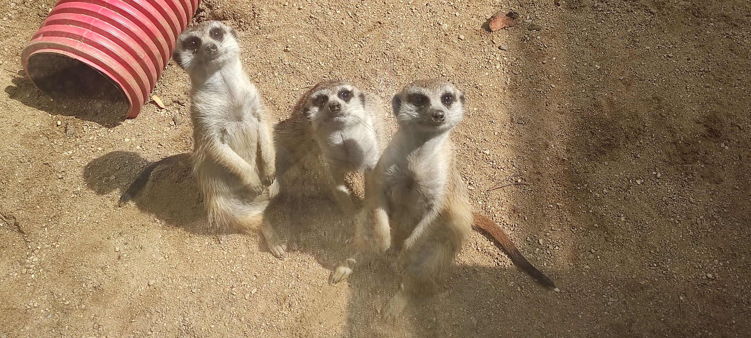 Rodinný Zookoutek Nová Říše z.s. foto 5