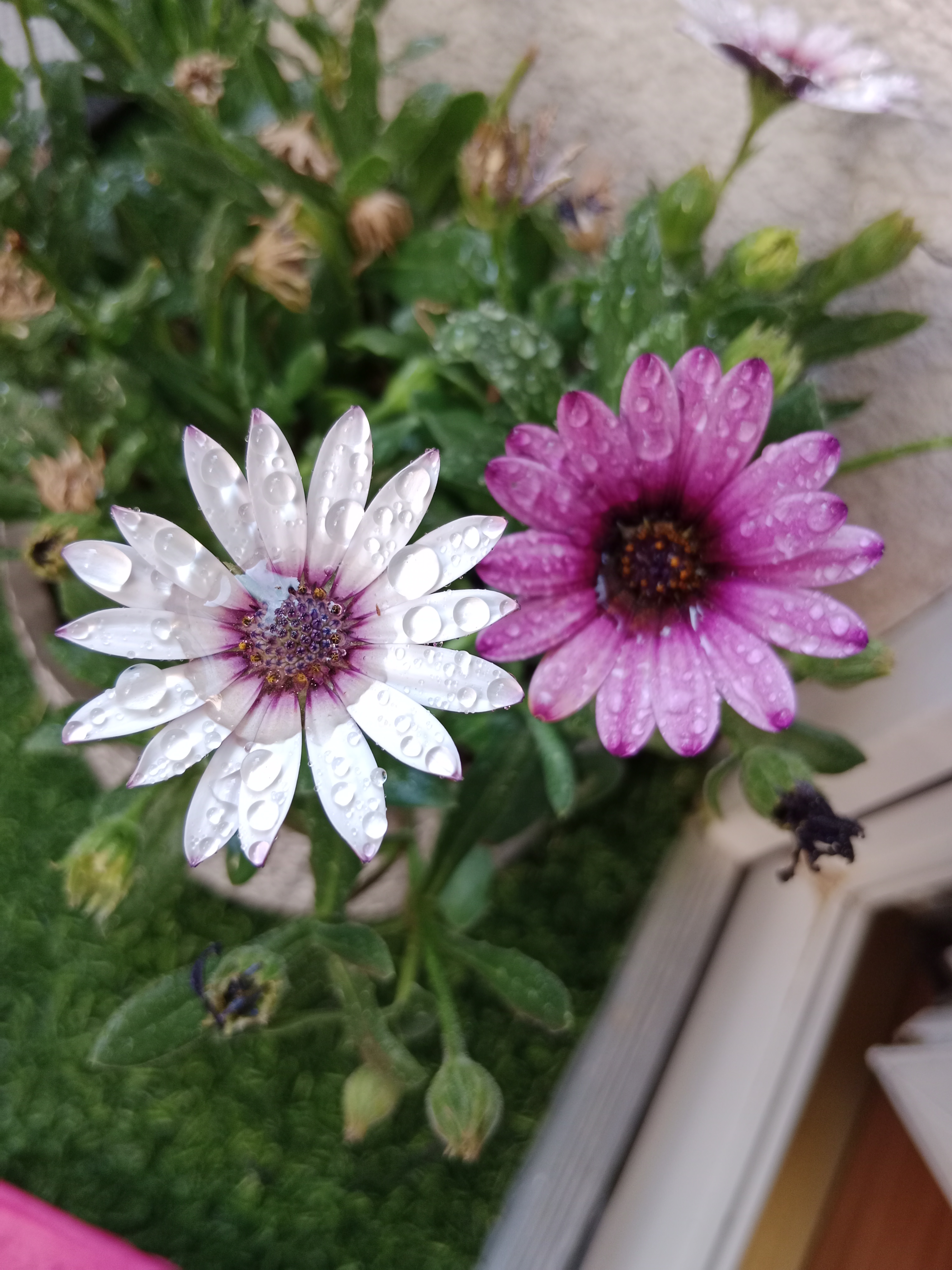 Zahradnictví Hrdlička s.r.o. foto 2