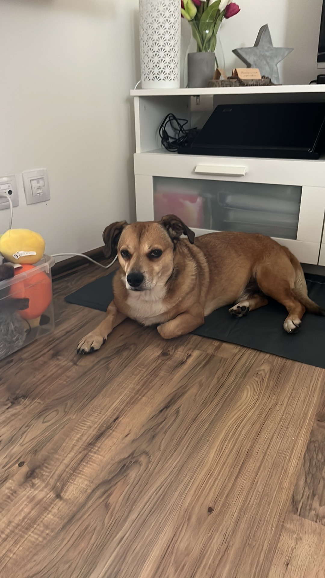 BUDvet Rožnov foto 5