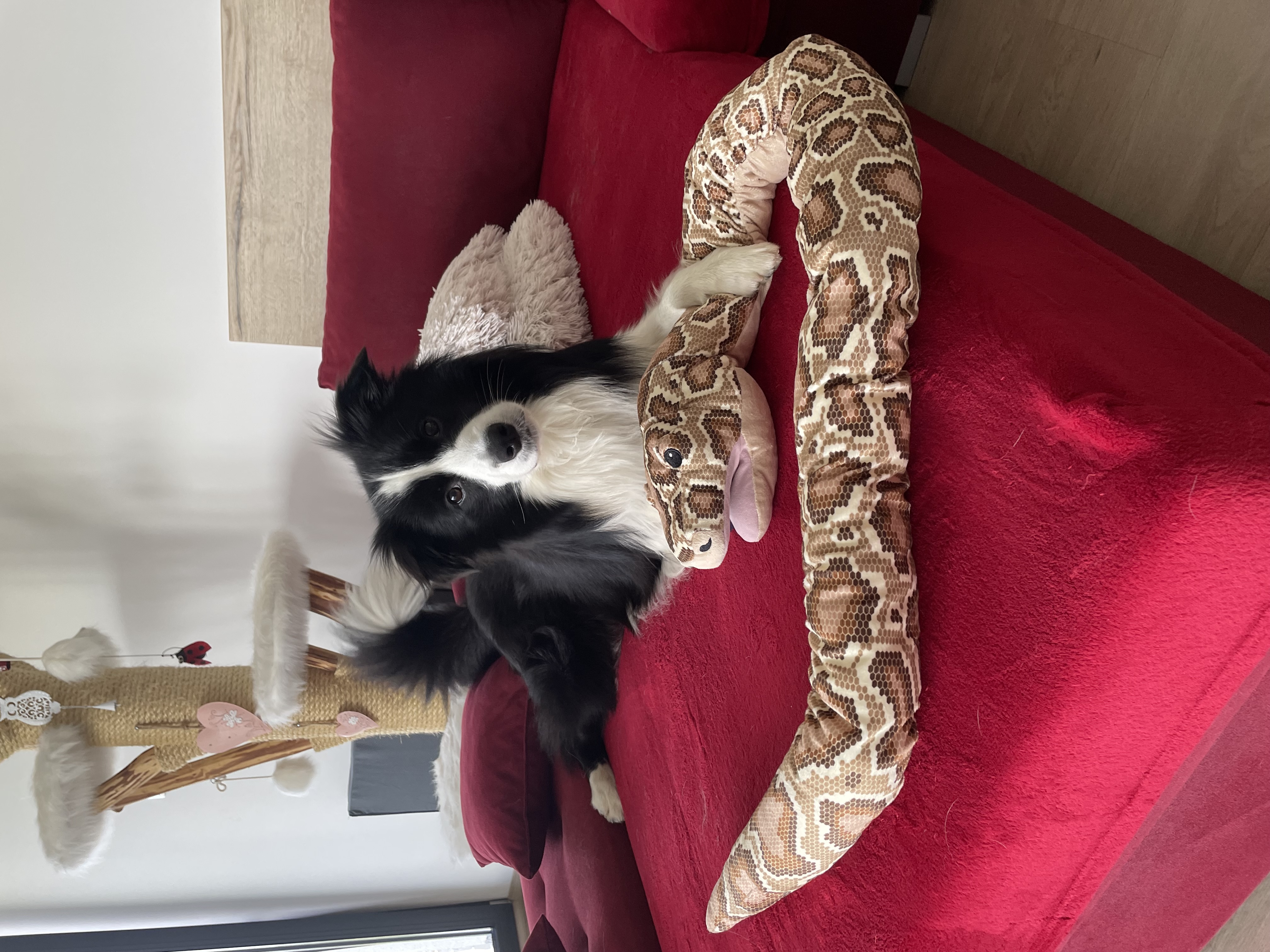 Veterinární klinika Medipet foto 2