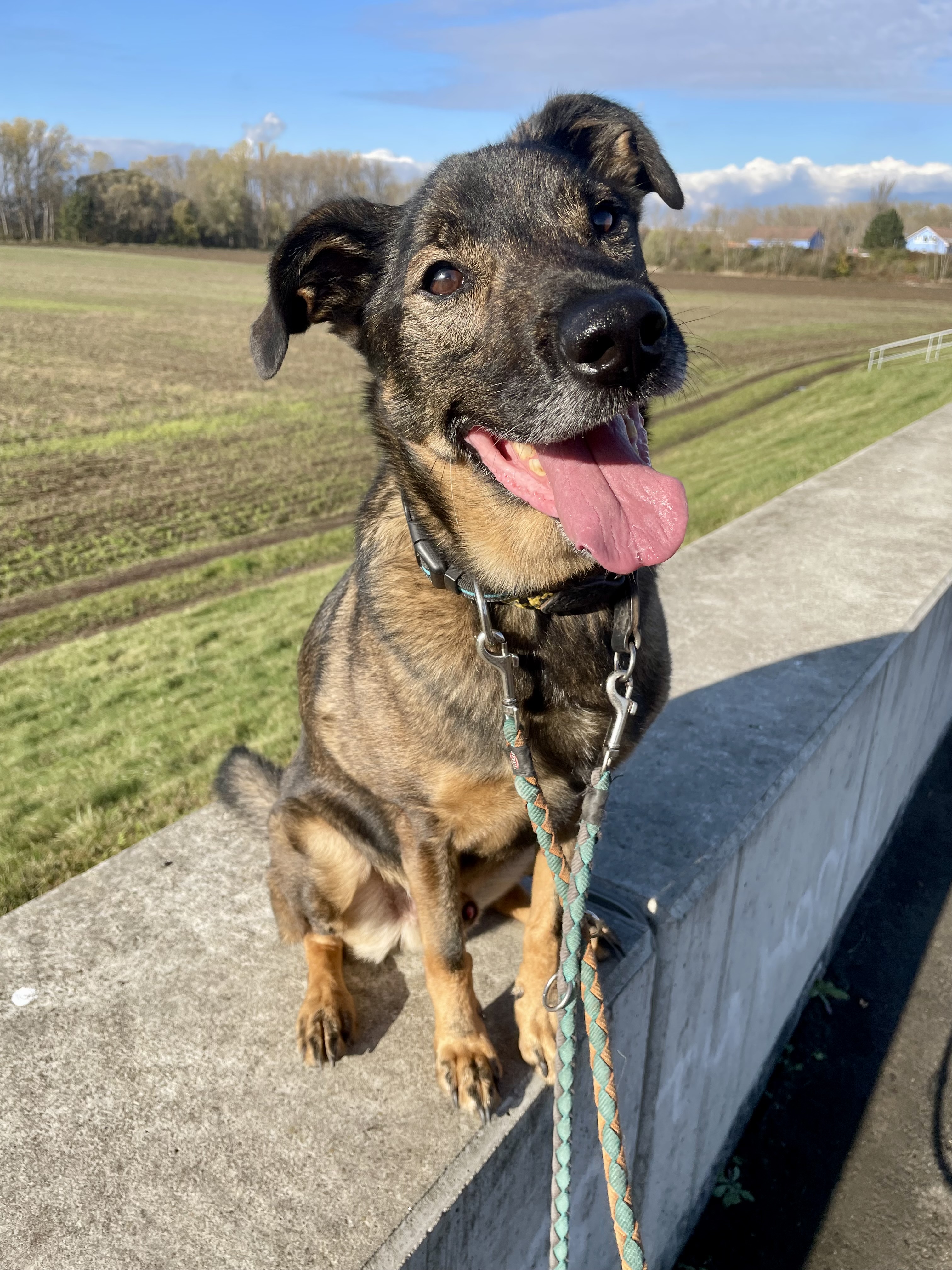 Útulek DogPlanet Mělník foto 4