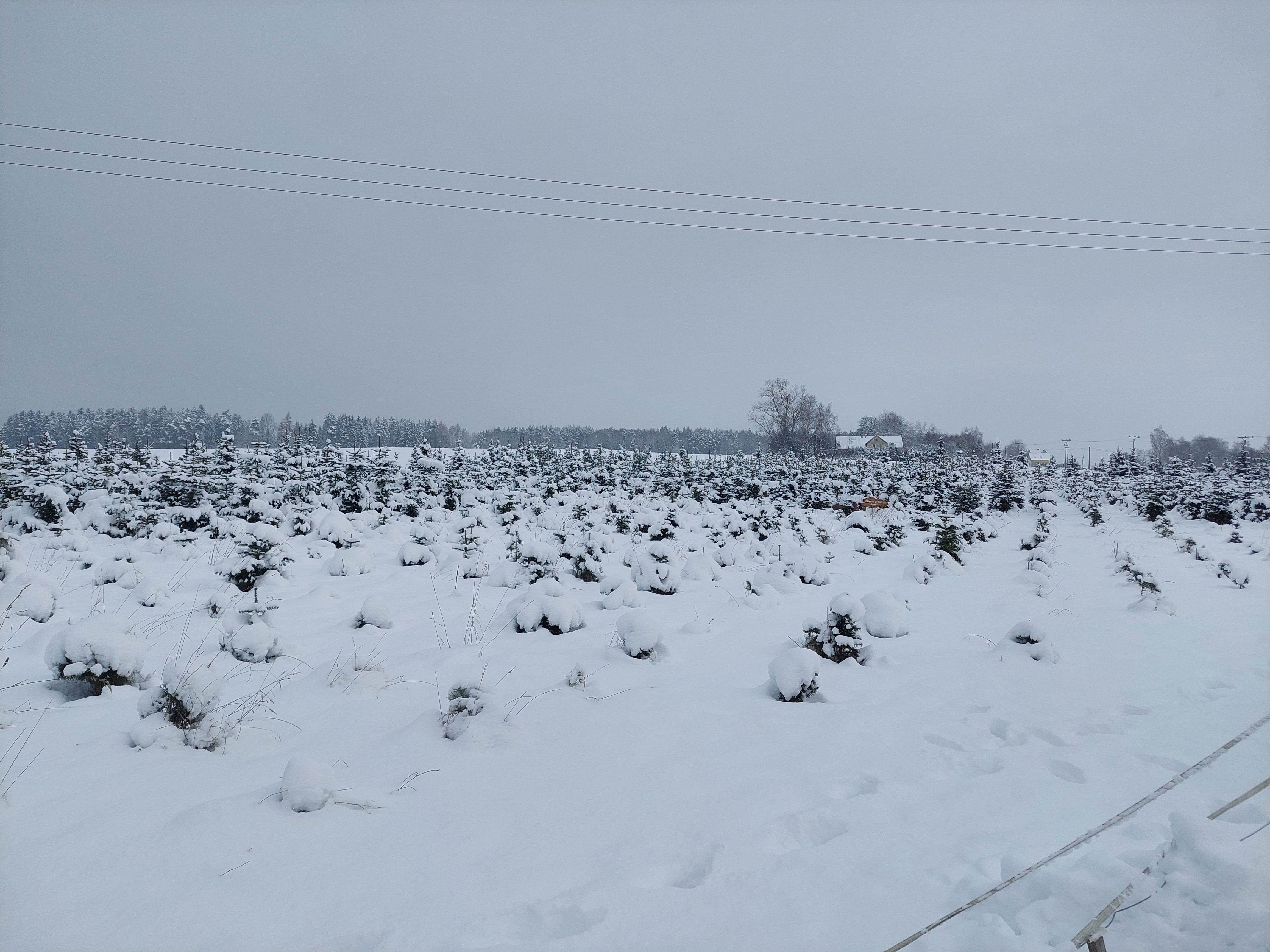 Vánoční stromky Jiří Ryba foto 1